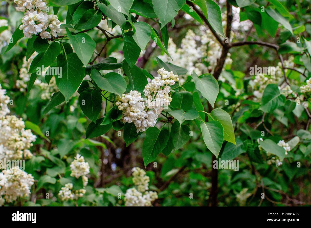 Ramo di sirene su un albero nel giardino, parco. Bella fioritura fiori lilla in primavera. Fioritura in maggio. Concetto di molla. Modello per la progettazione. Foto Stock
