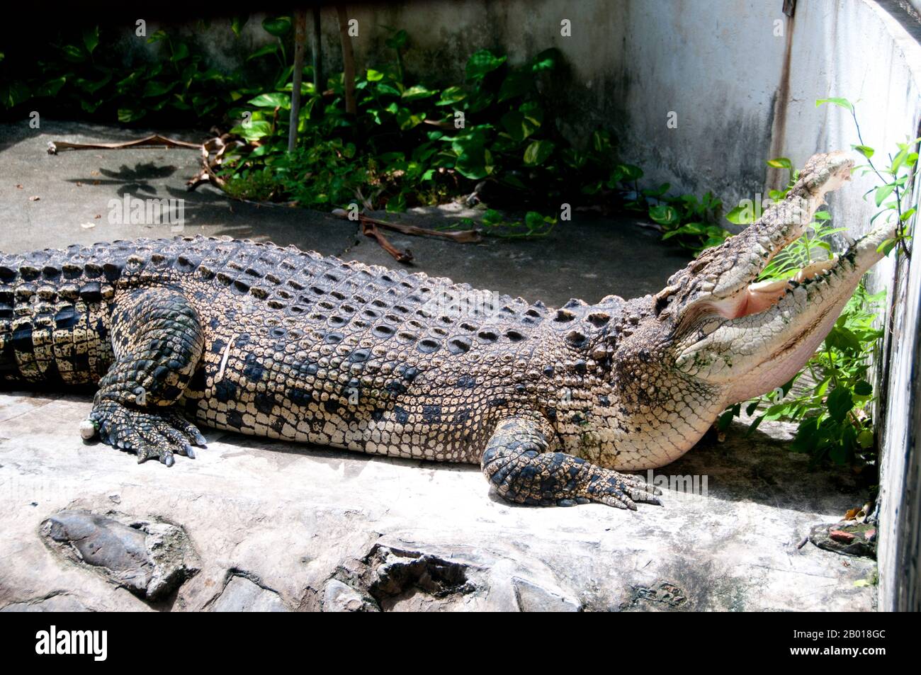Thailandia: Coccodrillo a Wat Chakkrawat, Bangkok. Wat Chakkrawat è famoso per i suoi coccodrilli vivi e anche una piccola grotta che contiene ciò che è chiamato un'ombra di Buddha. I visitatori premono la foglia d'oro sulla forma dell'ombra. Foto Stock