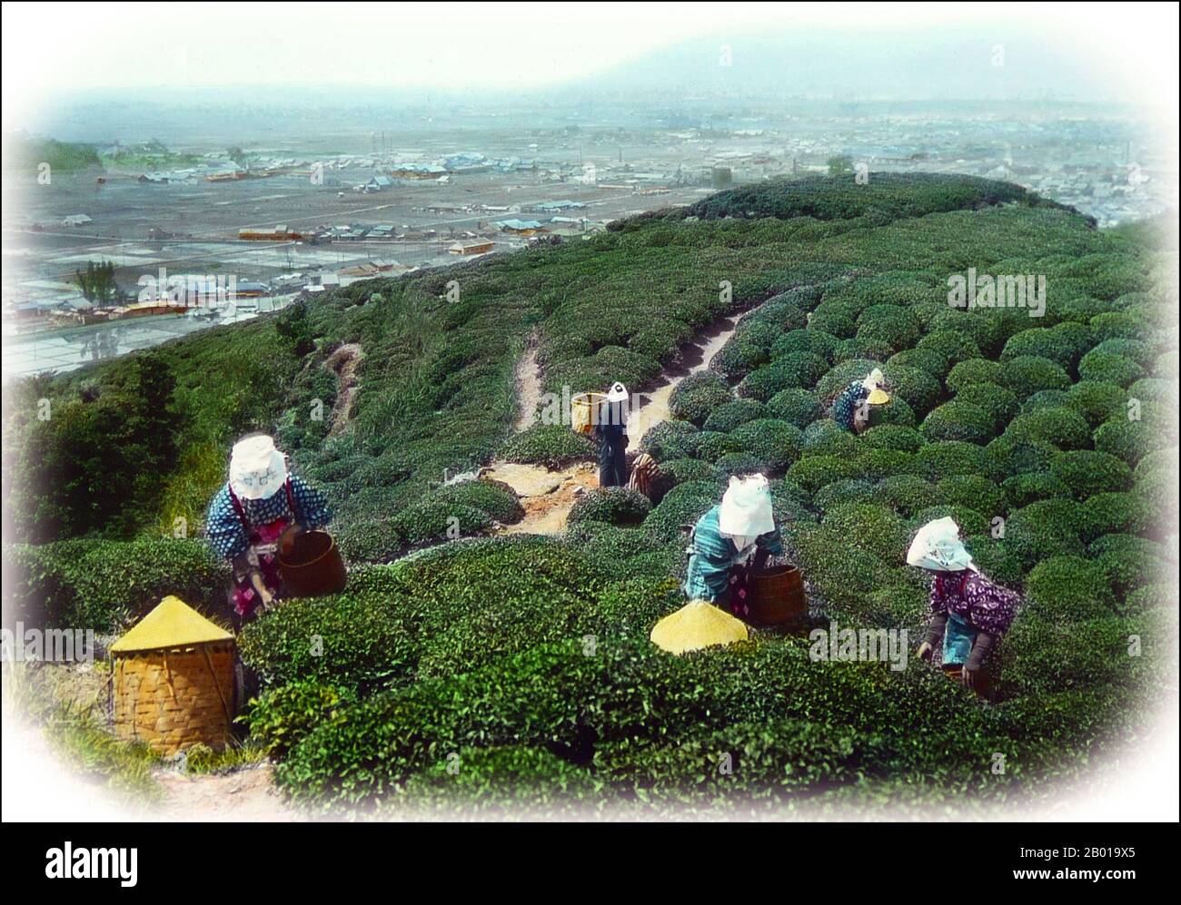 Giappone: Raccoglitori di tè femminili in una piantagione di tè. Foto di T. Enami (1859-1929), c.. 1910. T. Enami (Enami Nobukuni) era il nome commerciale di un celebre fotografo del periodo Meiji. Il T. del suo nome commerciale è pensato per essere stato per Toshi, anche se non ha mai scritto fuori su qualsiasi documento personale o di affari. Nato a Edo (ora Tokyo) durante l'era Bakumatsu, Enami fu prima studente di, e poi assistente del noto fotografo e collotipista, Ogawa Kazumasa. Enami si è rilocato a Yokohama, e ha aperto uno studio a Benten-dōri (Benten Street) nel 1892. Foto Stock