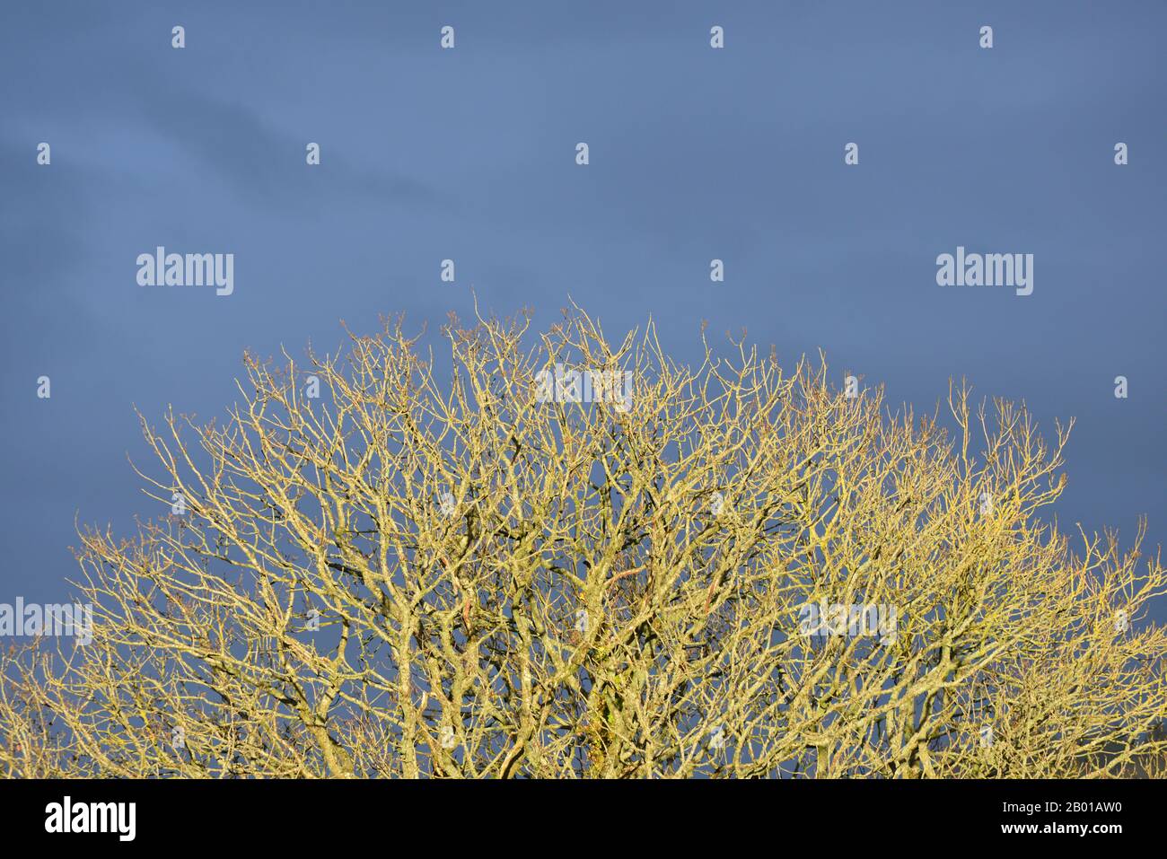 Quercia invernale contro un cielo nuvoloso scuro Foto Stock