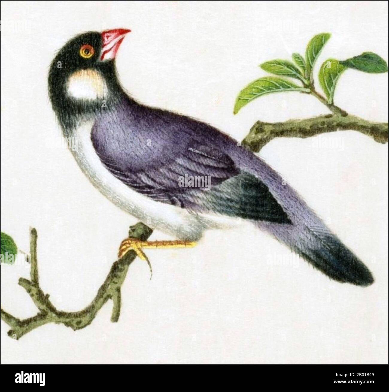 Cina: Sparrow Java. Acquerello dipinto da un album gouache di vari uccelli cinesi, 19th ° secolo. Il passero di Giava (Padda oryzivora), conosciuto anche come l'uccello di riso di Giava, passero di riso di Giava o finca di Giava, è un uccello allevato residente che si trova a Giava, Bali e Bawea in Indonesia. È stato un uccello popolare della gabbia per i secoli, particolarmente in Cina e Giappone, così come nella metà degli Stati Uniti-1900s prima che la loro importazione fosse vietata. Foto Stock