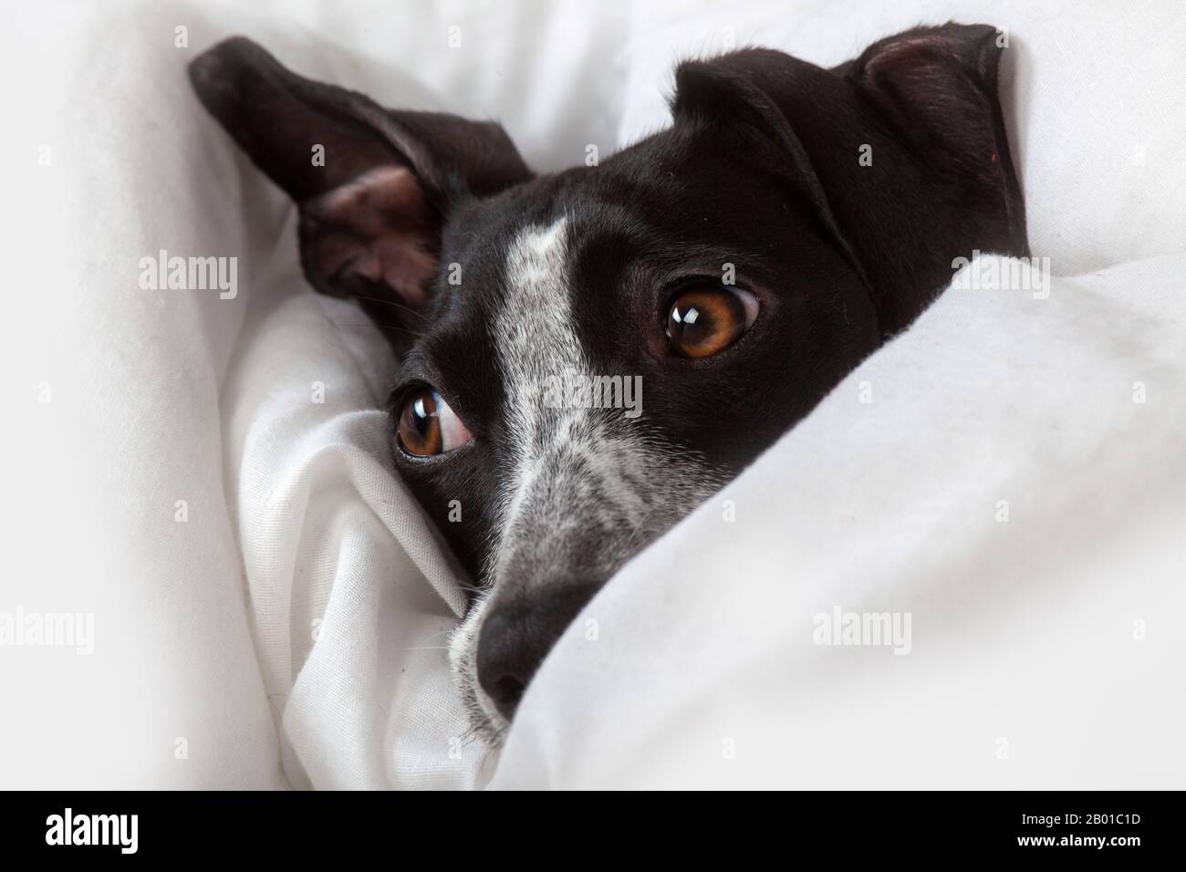 piccolo levriero con lo sguardo distratto che riposa sulla sua coperta bianca Foto Stock