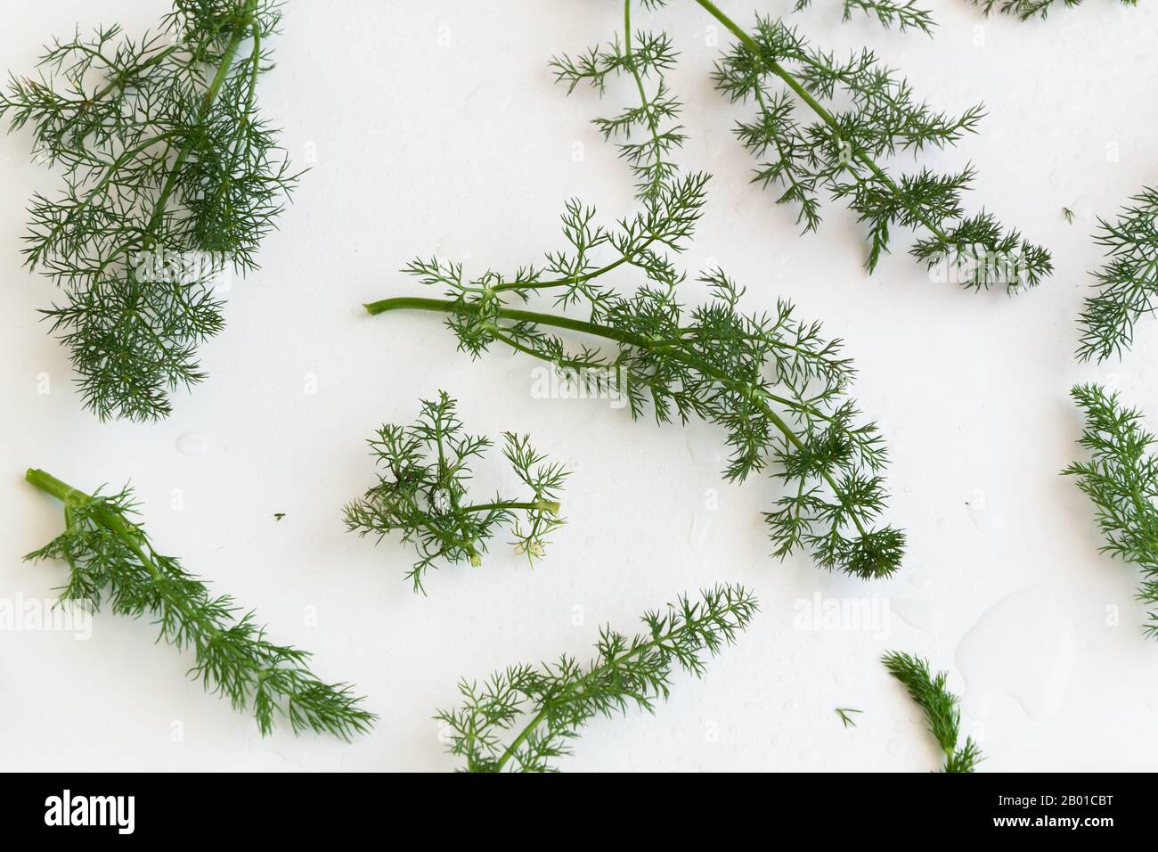 Fondo alle erbe di finocchio. Verde sano di stagionatura Foto Stock