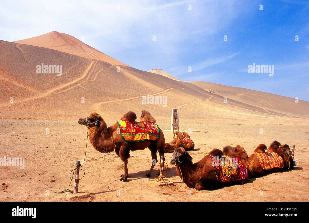 Cina: Cammelli nel deserto vicino alle grotte di Bezeklik, Turpan, provincia di Xinjiang. Il cammello bactriano (Camelus bactrianus) è un grosso ungulato a punta pari originario delle steppe dell'Asia centrale. Attualmente è limitato nella natura selvaggia alle regioni remote dei deserti di Gobi e Taklimakan della Mongolia e dello Xinjiang, Cina. Il cammello bactriano ha due gobbe sulla schiena, in contrasto con il cammello dromedario a gobba singola. Le Grotte del Buddha Bezeklik Thousand (Bozikeli Qian Fo Dong) sono un complesso di grotte scavate nel Buddhismo che risalgono ai secoli 5th-9th. Nel sito sono presenti 77 grotte scavate nella roccia. Foto Stock