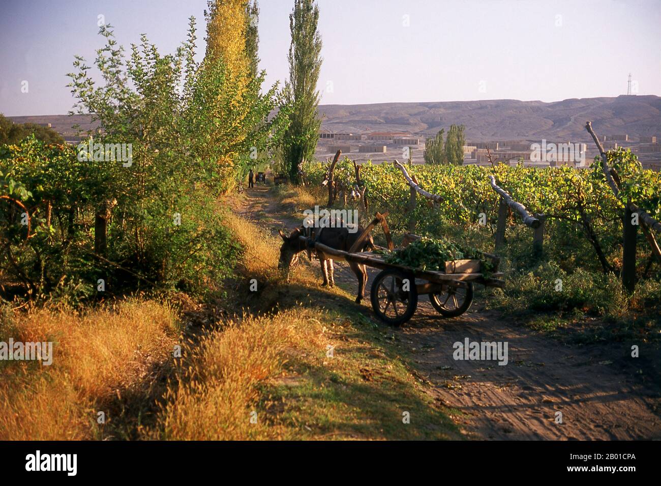 Cina: Un asino e un carretto nei vigneti vicino Turpan, provincia di Xinjiang. L'Oasi Turpan era un centro strategicamente significativo sulla Via della Seta settentrionale dello Xinjiang, sede delle antiche città di Yarkhoto (Jiaohe) e Karakhoja (Gaochang). Gli eserciti cinesi entrarono per la prima volta in Turpan nel 2nd° secolo a.C., durante il regno dell'imperatore Han Wu di (141-87), quando l'oasi era un centro della cultura tocariana indo-europea. Turpan ha mantenuto un carattere distintamente buddista fino al tempo del Khanato Chagatai nel 13th ° secolo, quando l'Islam gradualmente divenne la religione dominante. Foto Stock