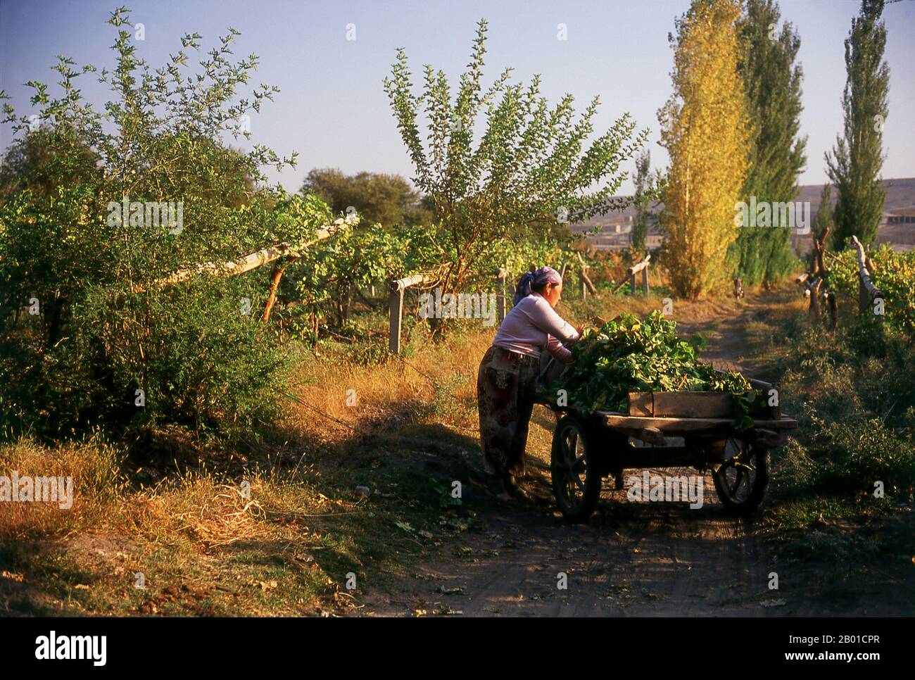 Cina: Una donna carica un carrello nei vigneti vicino Turpan, provincia di Xinjiang. L'Oasi Turpan era un centro strategicamente significativo sulla Via della Seta settentrionale dello Xinjiang, sede delle antiche città di Yarkhoto (Jiaohe) e Karakhoja (Gaochang). Gli eserciti cinesi entrarono per la prima volta in Turpan nel 2nd° secolo a.C., durante il regno dell'imperatore Han Wu di (141-87), quando l'oasi era un centro della cultura tocariana indo-europea. Turpan ha mantenuto un carattere distintamente buddista fino al tempo del Khanato Chagatai nel 13th ° secolo, quando l'Islam gradualmente divenne la religione dominante. Foto Stock