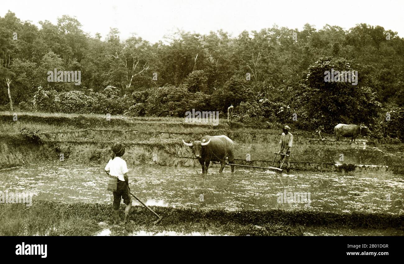 Birmania: Gli agricoltori sciani preparano le loro risaie aiutati da bufali d'acqua, 1892-1896. Situato a nord-est del paese, lo Stato Shan copre un quarto della massa terrestre della Birmania. Tradizionalmente è stato separato in principati ed è principalmente composto da etnico Shan, Burman Pa-o, Intha, Taungyo, Danu, Popoli di Palaung e Kachin. Foto Stock