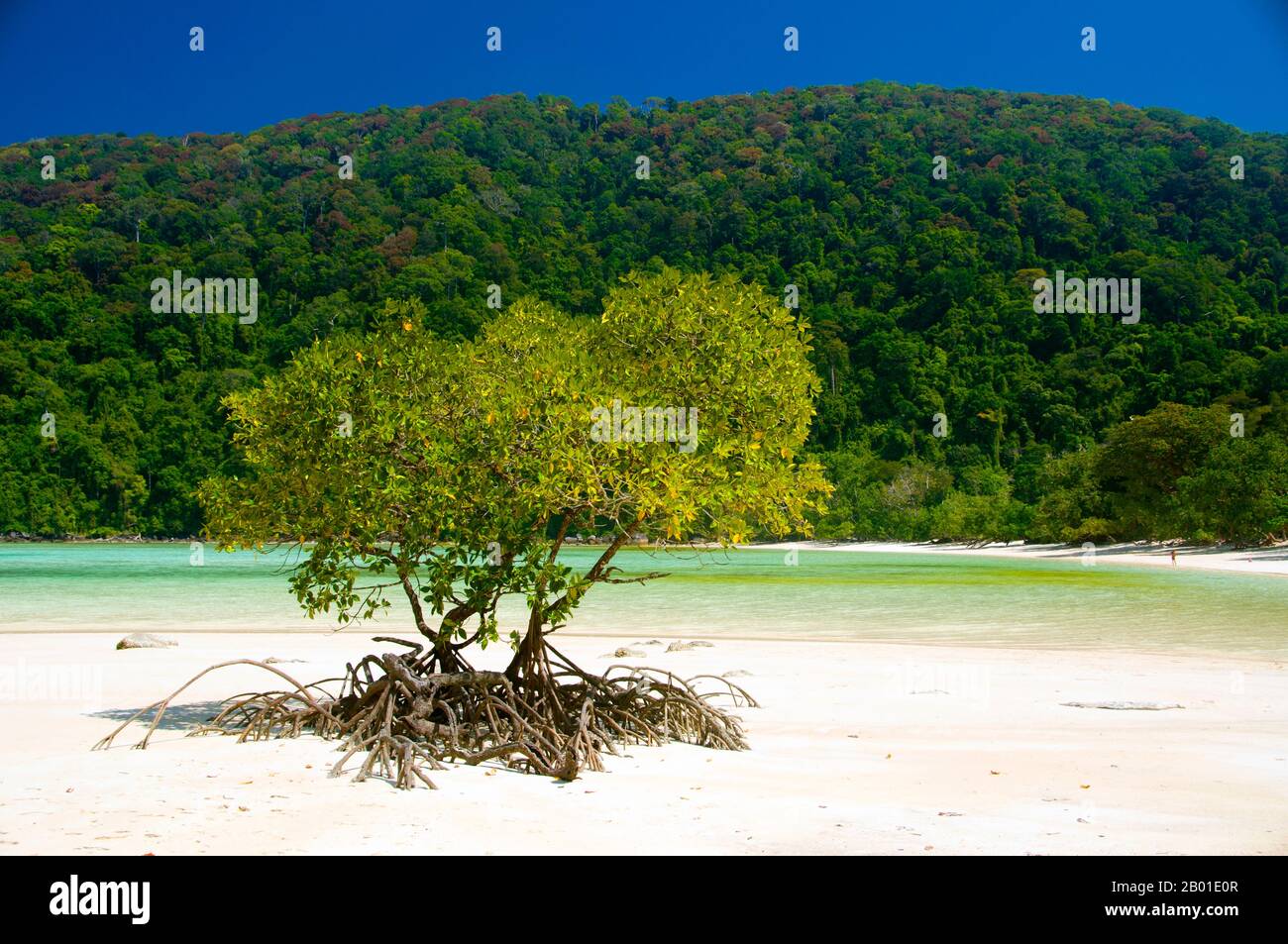 Thailandia: Mangrovie, Mae Ngam Beach, Ko Surin Nua, Surin Islands Marine National Park. Il Parco Nazionale Marino di Ko Surin è una delle ultime frontiere della Thailandia per immersioni e vela. Questo parco marino del Mare delle Andamane contiene alcune delle barriere coralline più sviluppate del paese. L'arcipelago di Koh Surin è un'area di 135 chilometri quadrati situata nel Mare delle Andamane, a circa 60 chilometri (38 miglia) dalla provincia continentale di Ranong. Le cinque isole del parco si trovano a sud del confine con il Myanmar. Koh Surin Nua, una delle due isole principali, ha una superficie di circa 19 chilometri quadrati. Foto Stock