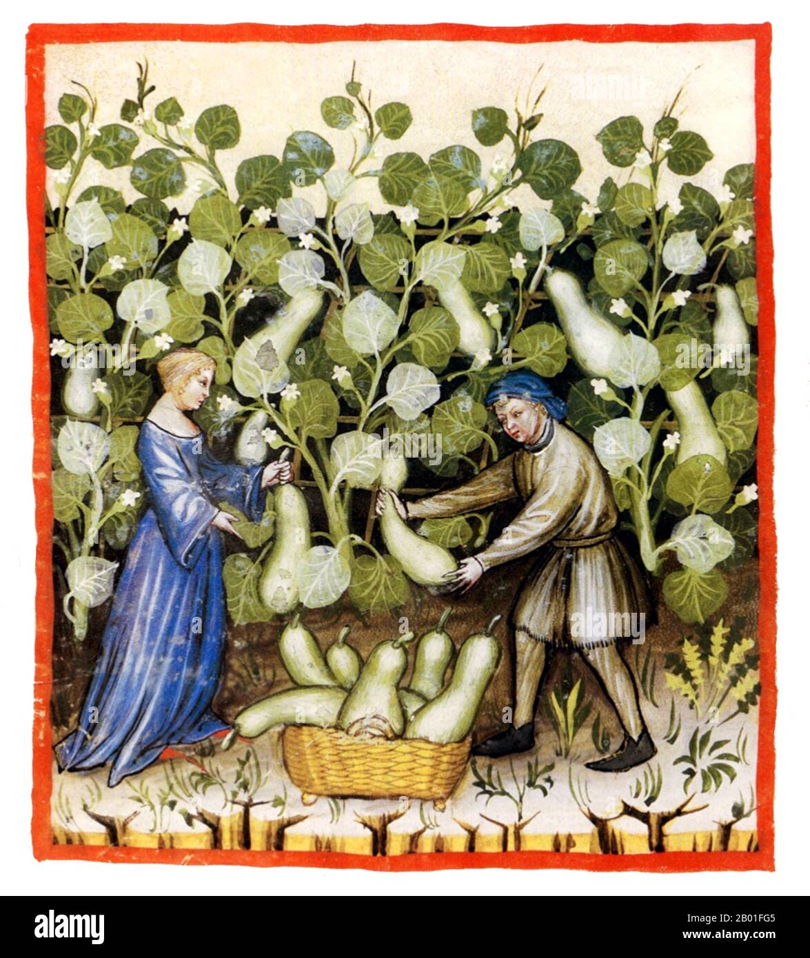 Iraq/Italia: Squash (cocurbite). Illustrazione da Taqwim al-sihha di Ibn Butlan o 'mantenimento della Salute' (Baghdad, 11th ° secolo), pubblicato in Italia come il Tacuinum Sanitatis, 14th ° secolo. Il Tacuinum (a volte Taccuinum) Sanitatis è un manuale medievale sulla salute e il benessere, basato sul Taqwim al-sihha تقويم الصحة ('mantenimento della salute'), un trattato medico arabo dell'XI secolo di Ibn Butlan di Baghdad. Ibn Butlân era un medico cristiano nato a Bagdad e morto nel 1068. Foto Stock