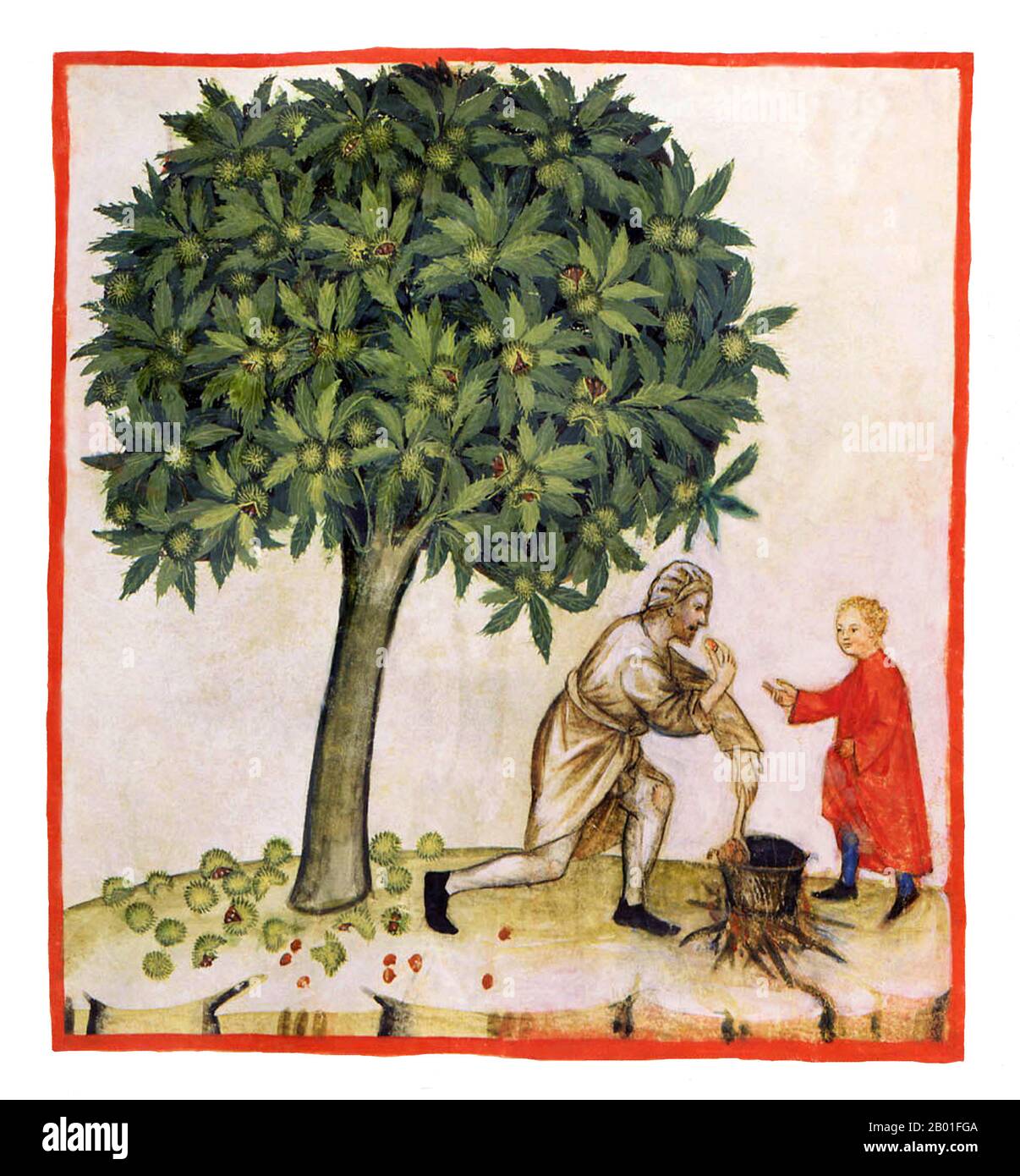 Iraq/Italia: Raccolta di castagne. Illustrazione da Taqwim al-sihha di Ibn Butlan o 'mantenimento della Salute' (Baghdad, 11th ° secolo), pubblicato in Italia come il Tacuinum Sanitatis, 14th ° secolo. Il Tacuinum (a volte Taccuinum) Sanitatis è un manuale medievale sulla salute e il benessere, basato sul Taqwim al-sihha تقويم الصحة ('mantenimento della salute'), un trattato medico arabo dell'XI secolo di Ibn Butlan di Baghdad. Ibn Butlân era un medico cristiano nato a Bagdad e morto nel 1068. Foto Stock