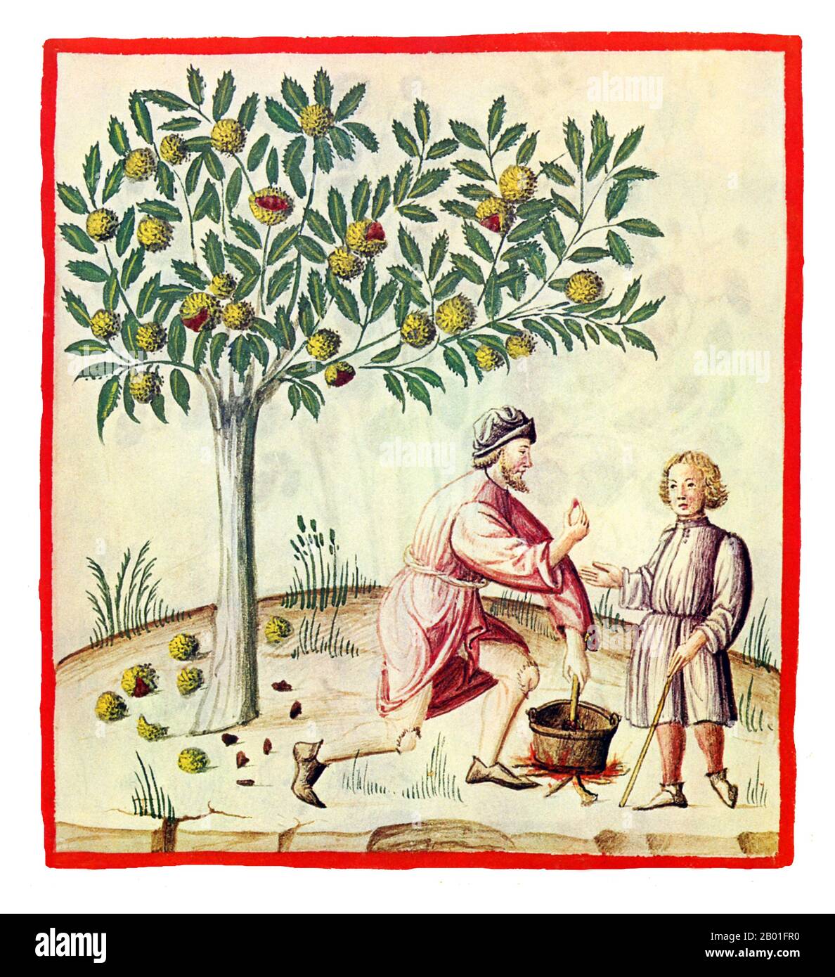 Iraq/Italia: Castagne (Castanee). Illustrazione da Taqwim al-sihha di Ibn Butlan o 'mantenimento della Salute' (Baghdad, 11th ° secolo), pubblicato in Italia come il Tacuinum Sanitatis, 14th ° secolo. Il Tacuinum (a volte Taccuinum) Sanitatis è un manuale medievale sulla salute e il benessere, basato sul Taqwim al-sihha تقويم الصحة ('mantenimento della salute'), un trattato medico arabo dell'XI secolo di Ibn Butlan di Baghdad. Ibn Butlân era un medico cristiano nato a Bagdad e morto nel 1068. Foto Stock