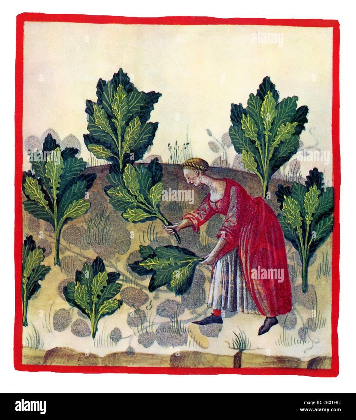 Iraq/Italia: Cavolo (Capules Onati). Illustrazione da Taqwim al-sihha di Ibn Butlan o 'mantenimento della Salute' (Baghdad, 11th ° secolo), pubblicato in Italia come il Tacuinum Sanitatis, 14th ° secolo. Il Tacuinum (a volte Taccuinum) Sanitatis è un manuale medievale sulla salute e il benessere, basato sul Taqwim al-sihha تقويم الصحة ('mantenimento della salute'), un trattato medico arabo dell'XI secolo di Ibn Butlan di Baghdad. Ibn Butlân era un medico cristiano nato a Bagdad e morto nel 1068. Foto Stock