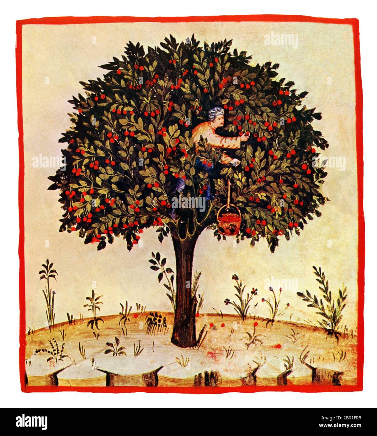 Iraq/Italia: Ciliegie acide (Ceresa Acetosa). Illustrazione da Taqwim al-sihha di Ibn Butlan o 'mantenimento della Salute' (Baghdad, 11th ° secolo), pubblicato in Italia come il Tacuinum Sanitatis, 14th ° secolo. Il Tacuinum (a volte Taccuinum) Sanitatis è un manuale medievale sulla salute e il benessere, basato sul Taqwim al-sihha تقويم الصحة ('mantenimento della salute'), un trattato medico arabo dell'XI secolo di Ibn Butlan di Baghdad. Ibn Butlân era un medico cristiano nato a Bagdad e morto nel 1068. Foto Stock