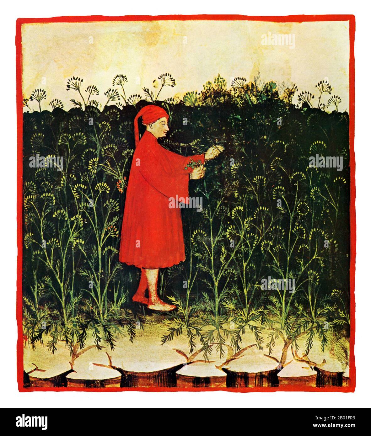 Iraq/Italia: Finocchio (Feniculus). Illustrazione da Taqwim al-sihha di Ibn Butlan o 'mantenimento della Salute' (Baghdad, 11th ° secolo), pubblicato in Italia come il Tacuinum Sanitatis, 14th ° secolo. Il Tacuinum (a volte Taccuinum) Sanitatis è un manuale medievale sulla salute e il benessere, basato sul Taqwim al-sihha تقويم الصحة ('mantenimento della salute'), un trattato medico arabo dell'XI secolo di Ibn Butlan di Baghdad. Ibn Butlân era un medico cristiano nato a Bagdad e morto nel 1068. Foto Stock