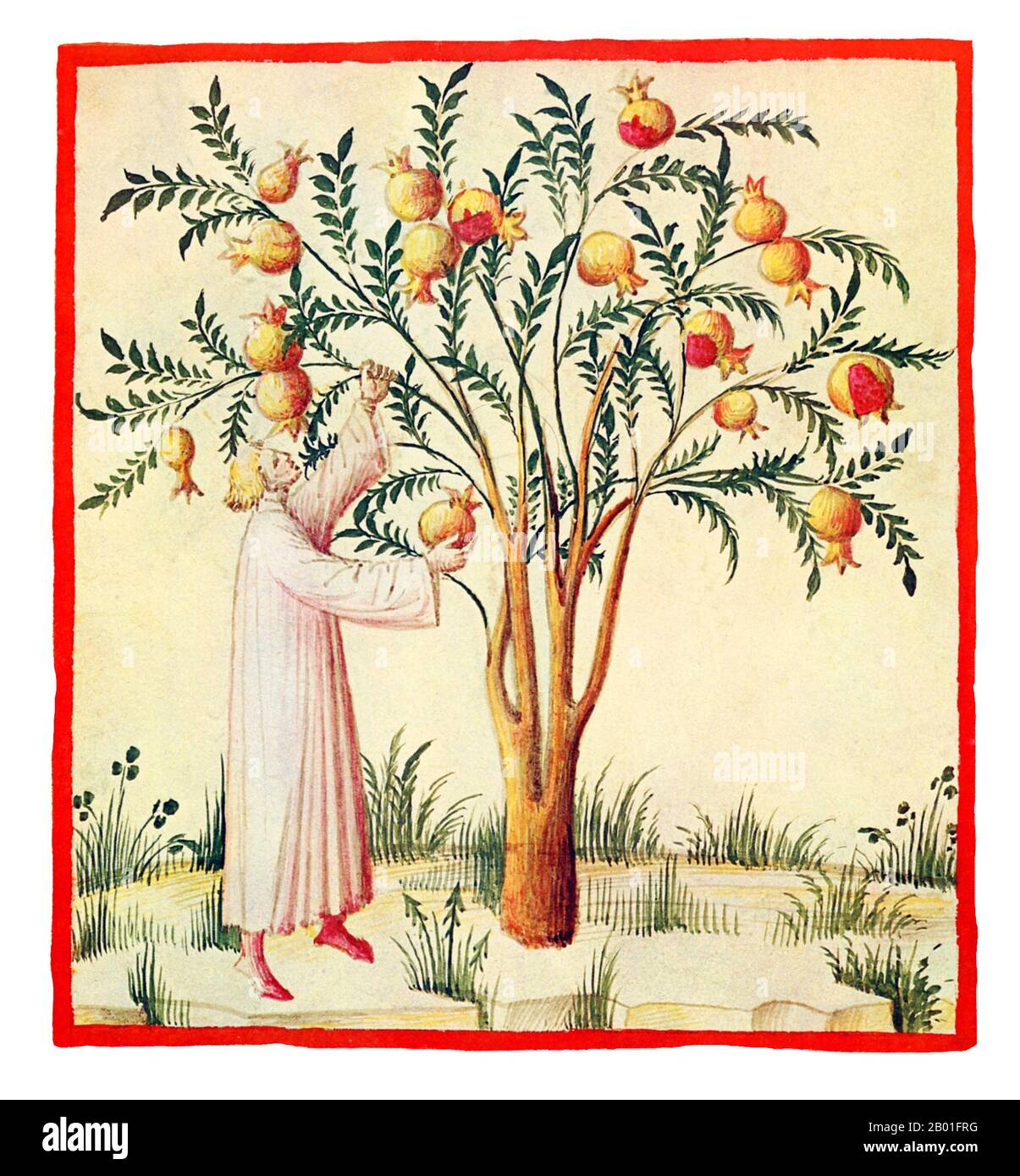 Iraq/Italia: Melograni acini (Granata Acetosa). Illustrazione da Taqwim al-sihha di Ibn Butlan o 'mantenimento della Salute' (Baghdad, 11th ° secolo), pubblicato in Italia come il Tacuinum Sanitatis, 14th ° secolo. Il Tacuinum (a volte Taccuinum) Sanitatis è un manuale medievale sulla salute e il benessere, basato sul Taqwim al-sihha تقويم الصحة ('mantenimento della salute'), un trattato medico arabo dell'XI secolo di Ibn Butlan di Baghdad. Ibn Butlân era un medico cristiano nato a Bagdad e morto nel 1068. Foto Stock