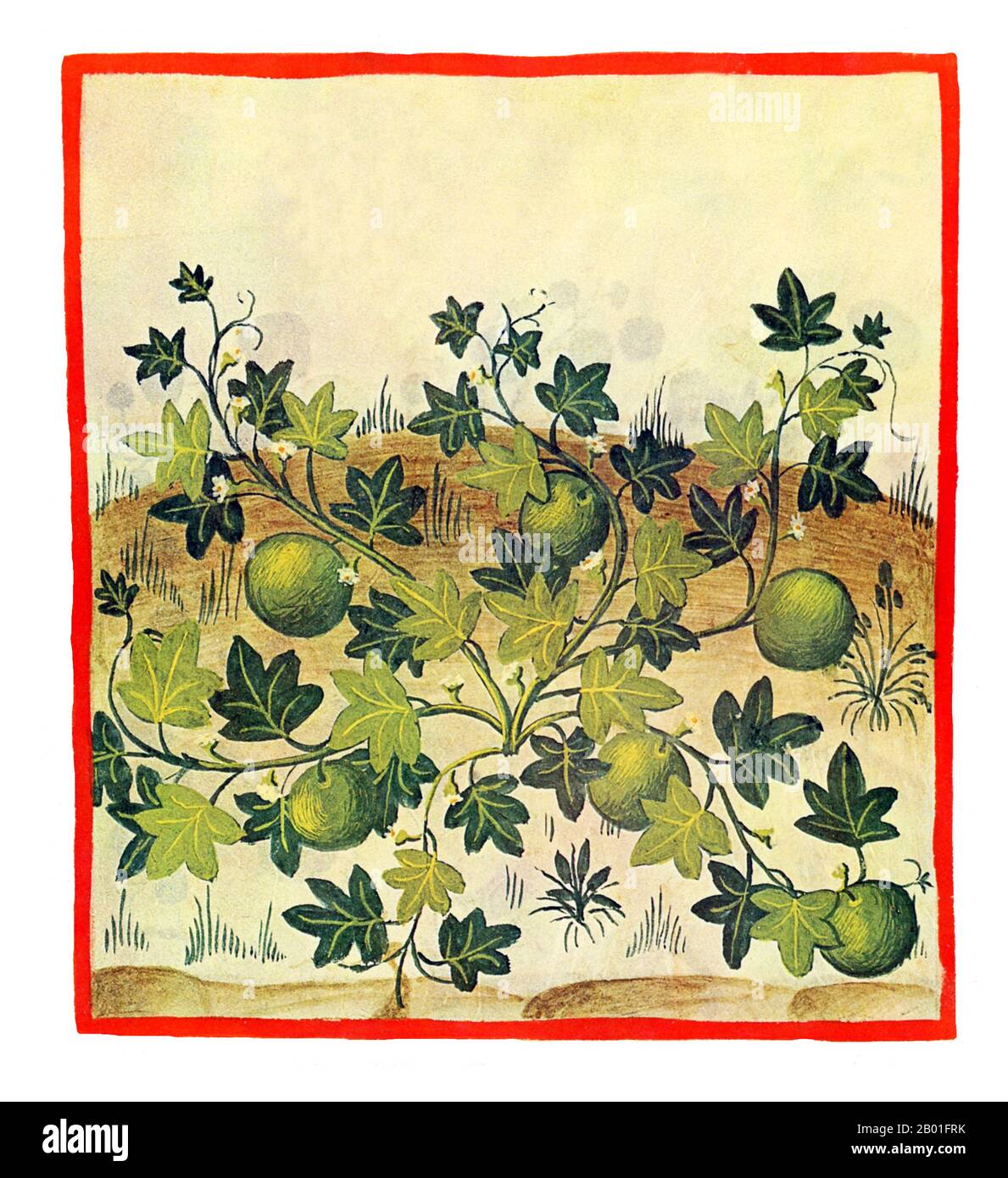 Iraq/Italia: Indus o Meloni Palestinesi (Melones Indi id est Palestinini). Illustrazione da Taqwim al-sihha di Ibn Butlan o 'mantenimento della Salute' (Baghdad, 11th ° secolo), pubblicato in Italia come il Tacuinum Sanitatis, 14th ° secolo. Il Tacuinum (a volte Taccuinum) Sanitatis è un manuale medievale sulla salute e il benessere, basato sul Taqwim al-sihha تقويم الصحة ('mantenimento della salute'), un trattato medico arabo dell'XI secolo di Ibn Butlan di Baghdad. Ibn Butlân era un medico cristiano nato a Bagdad e morto nel 1068. Foto Stock