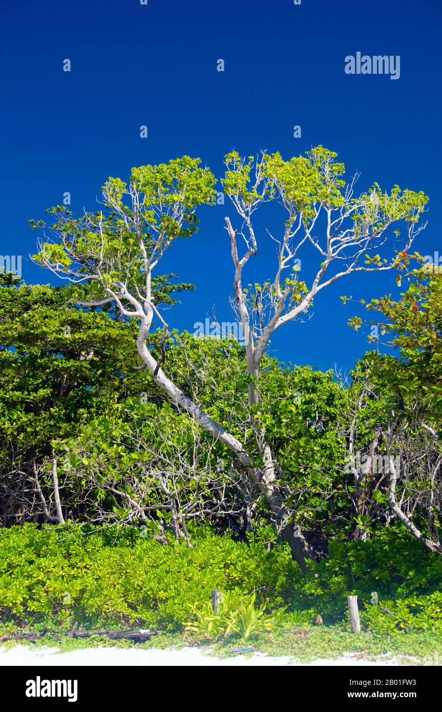 Thailandia: Isola Similan (Isola 8), Baia di Donald Duck, Isole Similan. Le isole Similan si trovano a circa 100 chilometri a nord-ovest di Phuket nel Mare delle Andamane. Nel 1982, questa area di 128 chilometri quadrati è stata dichiarata parco nazionale marino, e negli ultimi anni il gruppo di nove piccole isole (Similan è derivato dal sembilano malese, e significa nove) è diventato una delle principali attrazioni per i visitatori del sud della Thailandia. Le isole sono rinomate tra i subacquei per le loro ricche barriere coralline, le acque limpide e le spiagge incontaminate. I migliori mesi di immersione sono tra dicembre e maggio. Foto Stock