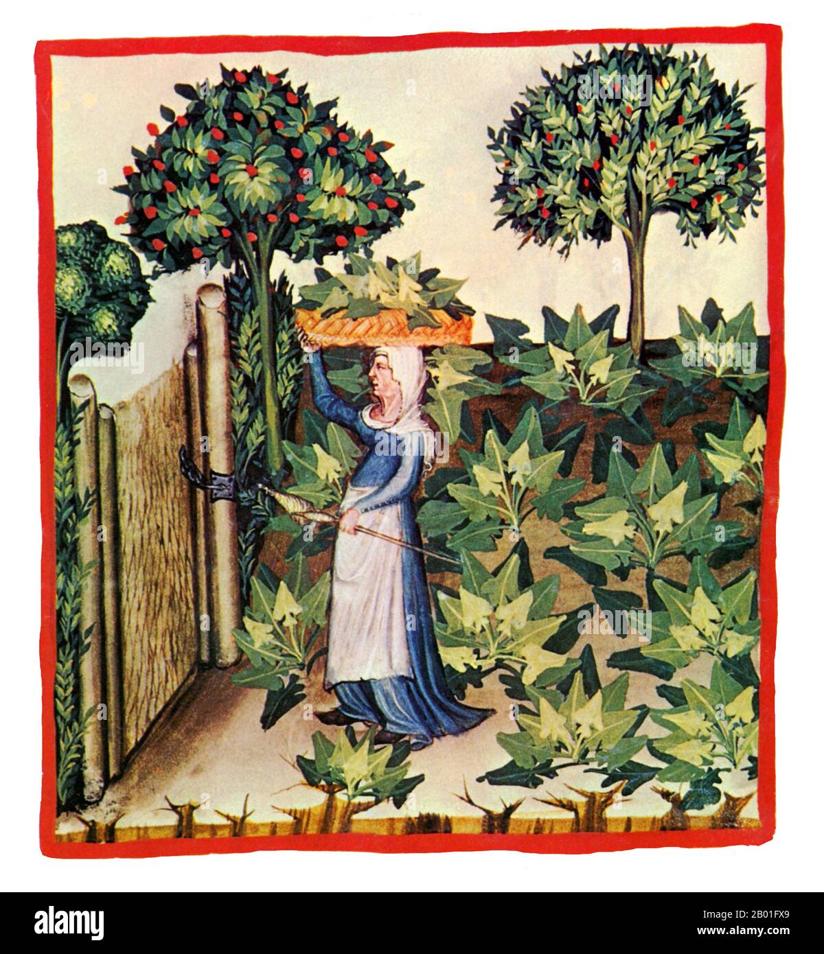 Iraq/Italia: Spinaci. Illustrazione da Taqwim al-sihha di Ibn Butlan o 'mantenimento della Salute' (Baghdad, 11th ° secolo), pubblicato in Italia come il Tacuinum Sanitatis, 14th ° secolo. Il Tacuinum (a volte Taccuinum) Sanitatis è un manuale medievale sulla salute e il benessere, basato sul Taqwim al-sihha تقويم الصحة ('mantenimento della salute'), un trattato medico arabo dell'XI secolo di Ibn Butlan di Baghdad. Ibn Butlân era un medico cristiano nato a Bagdad e morto nel 1068. Foto Stock