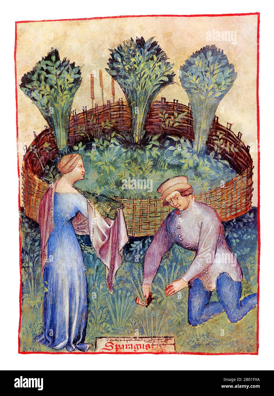 Iraq/Italia: Asparagi (Sparagi). Illustrazione da Taqwim al-sihha di Ibn Butlan o 'mantenimento della Salute' (Baghdad, 11th ° secolo), pubblicato in Italia come il Tacuinum Sanitatis, 14th ° secolo. Il Tacuinum (a volte Taccuinum) Sanitatis è un manuale medievale sulla salute e il benessere, basato sul Taqwim al-sihha تقويم الصحة ('mantenimento della salute'), un trattato medico arabo dell'XI secolo di Ibn Butlan di Baghdad. Ibn Butlân era un medico cristiano nato a Bagdad e morto nel 1068. Foto Stock