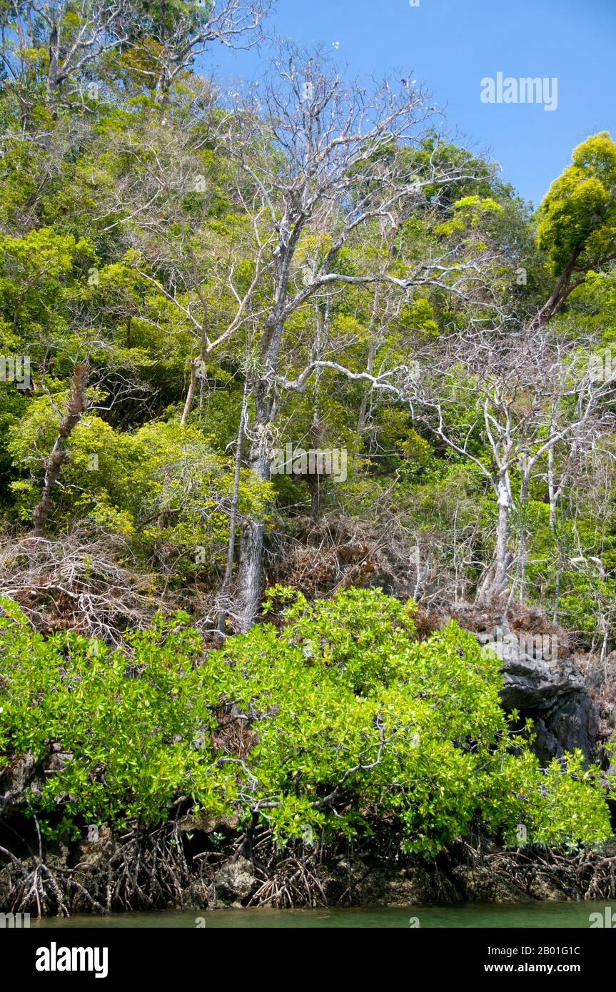 Thailandia: Ao Pante Malaka, Ko Tarutao, Ko Tarutao Marine National Park. Ao Pante Melaka è una lunga baia sulla riva nord-occidentale di Ko Tarutao, con una spiaggia di sabbia fine. Qui si trovano la sede centrale del Parco Nazionale Marino di Ko Tarutao e un centro di servizi turistici che ospita una mostra che copre lo sfondo storico e naturale del parco. Il Parco Nazionale Marino di Ko Tarutao consiste di 51 isole in due gruppi principali sparsi attraverso il Mare delle Andamane nella Thailandia più meridionale. Solo sette delle isole sono di qualsiasi dimensione, tra cui Ko Tarutao a est, e Ko Adang-Ko Rawi a ovest. Foto Stock