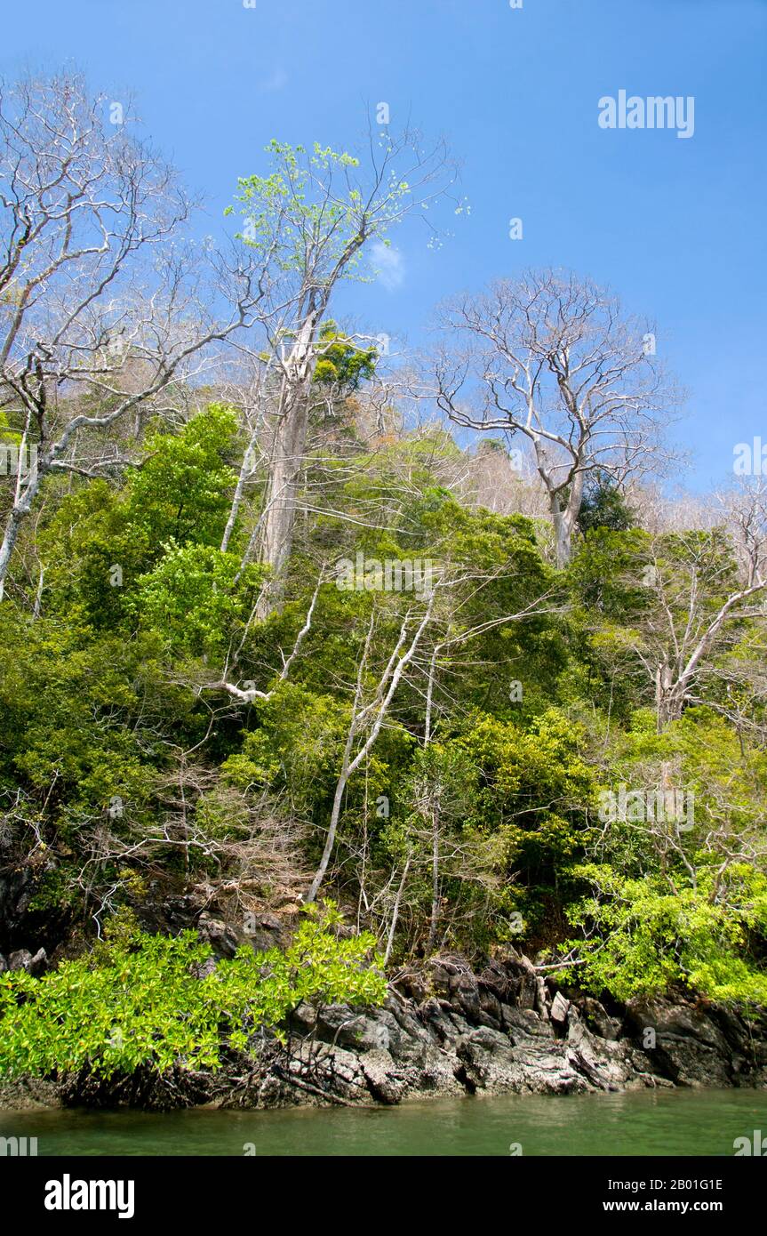 Thailandia: Ao Pante Malaka, Ko Tarutao, Ko Tarutao Marine National Park. Ao Pante Melaka è una lunga baia sulla riva nord-occidentale di Ko Tarutao, con una spiaggia di sabbia fine. Qui si trovano la sede centrale del Parco Nazionale Marino di Ko Tarutao e un centro di servizi turistici che ospita una mostra che copre lo sfondo storico e naturale del parco. Il Parco Nazionale Marino di Ko Tarutao consiste di 51 isole in due gruppi principali sparsi attraverso il Mare delle Andamane nella Thailandia più meridionale. Solo sette delle isole sono di qualsiasi dimensione, tra cui Ko Tarutao a est, e Ko Adang-Ko Rawi a ovest. Foto Stock