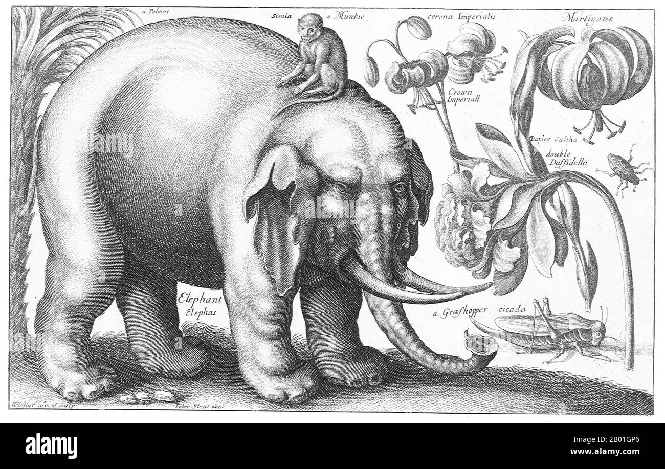 Repubblica ceca/Inghilterra: "Elefante e fiori". Incisione di Vaclav Hollar (13 luglio 1607 - 25 marzo 1677), metà del XVII secolo. Václav Hollar, conosciuto in Inghilterra come Wenceslaus o Wenceslas e in Germania come Wenzel Hollar, fu un etcher boemo che visse in Inghilterra per gran parte della sua vita. Nacque a Praga e morì a Londra, venendo sepolto nella chiesa di St Margaret, a Westminster. Foto Stock