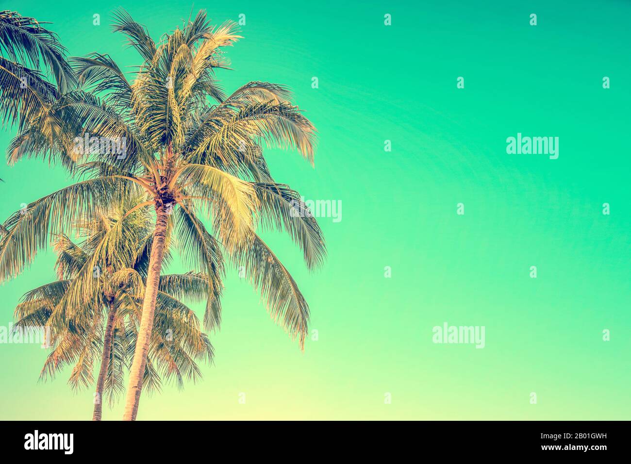 Albero di palma su sfondo blu cielo con spazio di copia, stile vintage Foto Stock