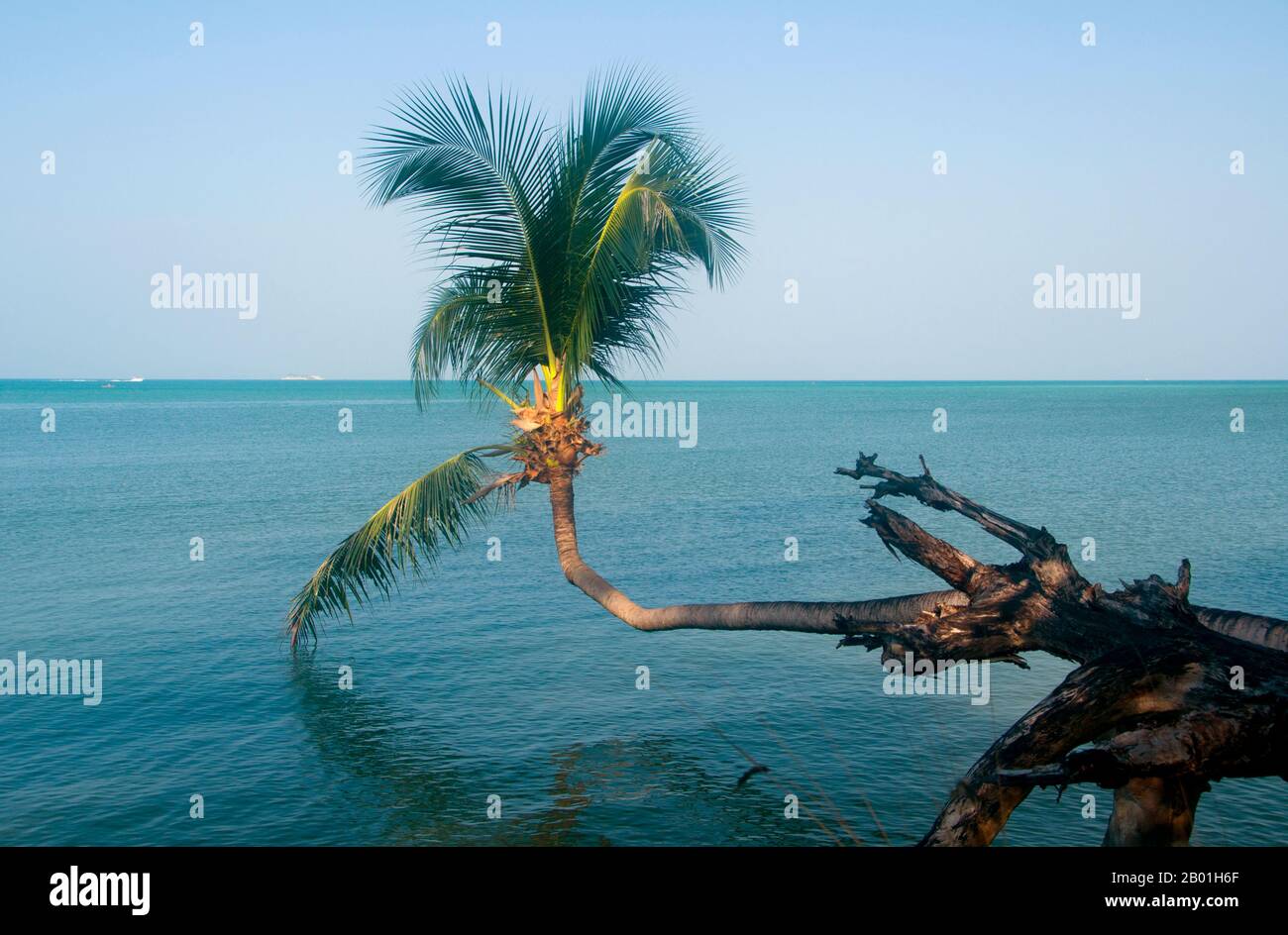 Thailandia: Una palma da cocco cresce sul mare ad Ao Wok Tum, Ko Phangan. Ko Phangan si trova a 15 chilometri (9,5 miglia) a nord del suo più famoso vicino Ko Samui, e, a 168 kmq (65 miglia quadrate) circa due terzi delle sue dimensioni. L'isola ha la stessa combinazione tropicale di spiagge bianche e sabbiose, barriere coralline accessibili e ambienti interni aspri e incontaminati. Un tempo frequentato da viaggiatori in economia che scappano dal più costoso Ko Samui, oggi si sta lentamente spostando più di alto livello. L'isola rimane molto meno sviluppata per il turismo internazionale rispetto a Ko Samui, in parte a causa del suo isolamento e del sistema infrastrutturale povero. Foto Stock