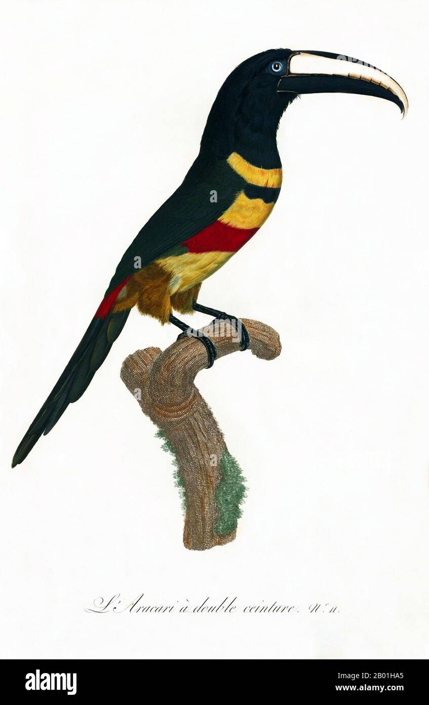 America meridionale e centrale: Aracari dal collo nero. Dipinto da "storia naturale degli uccelli del paradiso e dei rulli, dei tucani e del barbo" di Jacques Barraband (1767-1809), 1806. L'aracari dal collo nero è un uccello quasi passerino della famiglia dei tucani, che si trova in Brasile, Guyana francese, Guyana, Suriname e Venezuela. Il toucan è un colorato e gregario uccello della foresta trovato dal Messico all'Argentina, noto per la sua enorme e colorata banconota. In America centrale e meridionale, il Toucan è associato agli spiriti maligni, e può essere l'incarnazione di un demone. Ma il Toucan può anche essere un totem tribale. Foto Stock