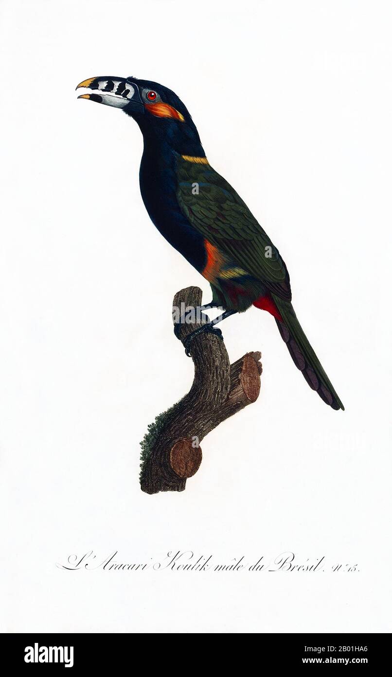 America centrale e meridionale: 'Aracari di Koulik maschio', forse un Toucanet a becco o un Toucanet di Gould. Dipinto da "storia naturale degli uccelli del paradiso e dei rulli, dei tucani e del barbo" di Jacques Barraband (1767-1809), 1806. Il tucanet a becco è un uccello quasi passerino della famiglia dei tucani, che si trova in Brasile, Paraguay e Argentina. È una specie gemella del toucanet di Gould. Il toucan è un colorato e gregario uccello della foresta trovato dal Messico all'Argentina, noto per la sua enorme e colorata banconota. In America centrale e meridionale, il tucano è associato a spiriti e demoni maligni Foto Stock