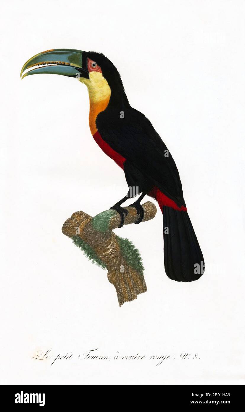 America meridionale e centrale: Toucan a becco verde. Dipinto da "storia naturale degli uccelli del paradiso e dei rulli, dei tucani e del barbo" di Jacques Barraband (1767-1809), 1806. Il tucano dal becco verde, noto anche come tucano dal petto rosso, è un uccello quasi passerino della famiglia dei tucani, che si trova in Brasile, Bolivia, Paraguay e Argentina. Il toucan è un colorato e gregario uccello della foresta trovato dal Messico all'Argentina, noto per la sua enorme e colorata banconota. In America centrale e meridionale, il Toucan è associato agli spiriti maligni, e può essere l'incarnazione di un demone. Foto Stock