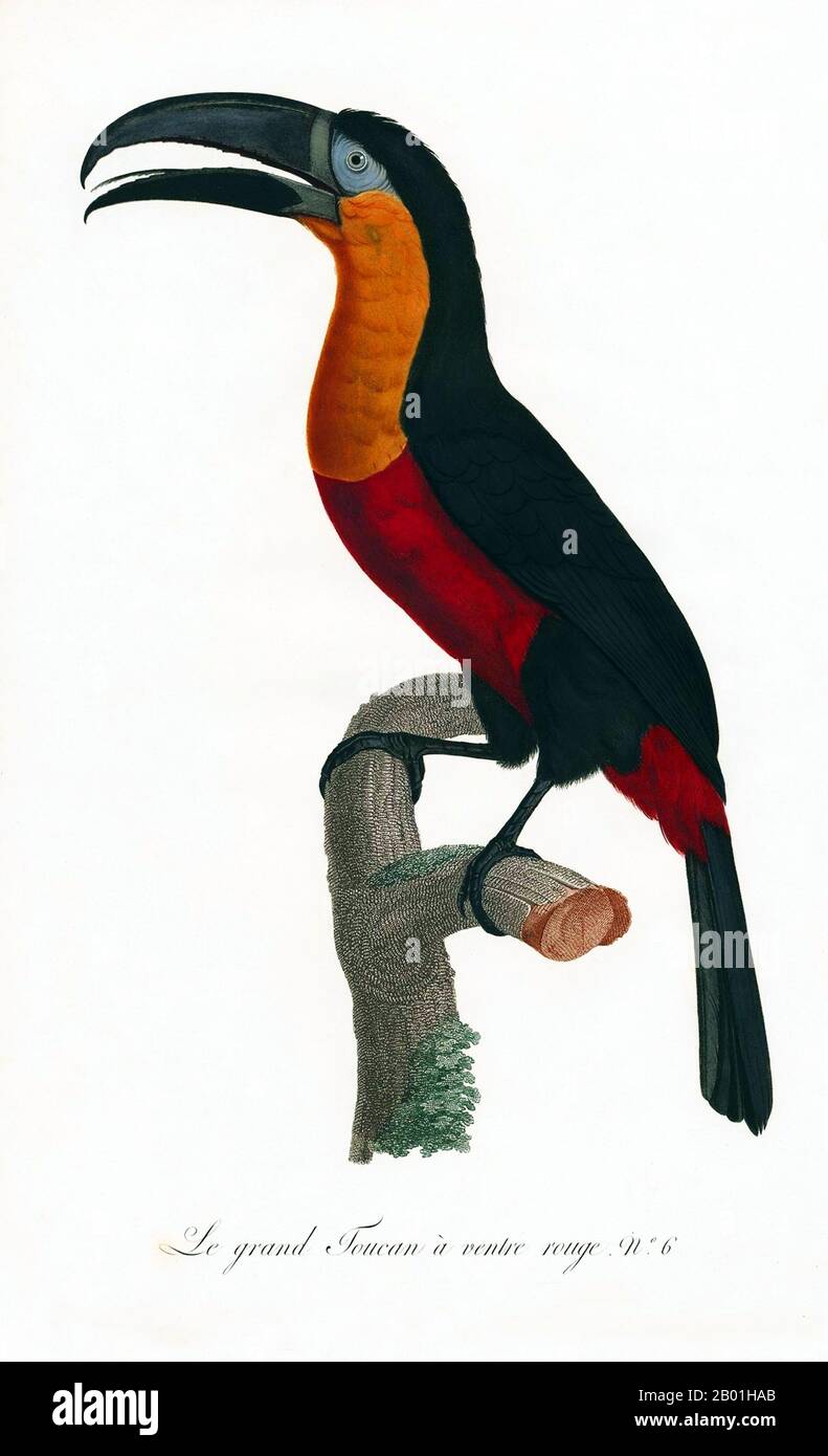 America meridionale e centrale: Toucan a becco verde. Dipinto da "storia naturale degli uccelli del paradiso e dei rulli, dei tucani e del barbo" di Jacques Barraband (1767-1809), 1806. Il tucano dal becco verde, noto anche come tucano dal petto rosso, è un uccello quasi passerino della famiglia dei tucani, che si trova in Brasile, Bolivia, Paraguay e Argentina. Il toucan è un colorato e gregario uccello della foresta trovato dal Messico all'Argentina, noto per la sua enorme e colorata banconota. In America centrale e meridionale, il Toucan è associato agli spiriti maligni, e può essere l'incarnazione di un demone. Foto Stock