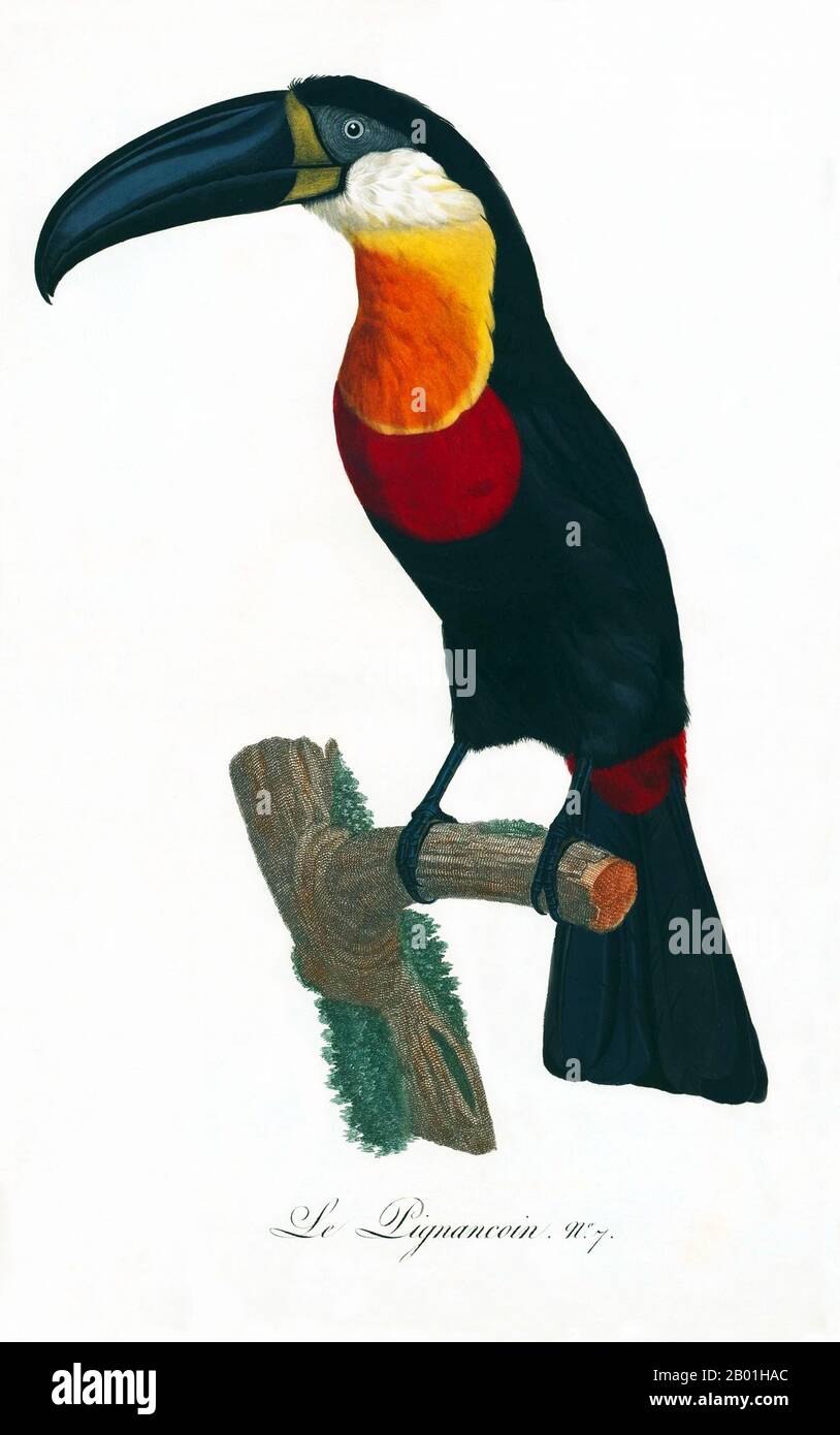 America meridionale e centrale: Toucan con fatturazione via canale. Dipinto da "storia naturale degli uccelli del paradiso e dei rulli, dei tucani e del barbo" di Jacques Barraband (1767-1809), 1806. Il tucano con becco sul canale è un uccello quasi passerino della famiglia dei tucan, che si trova sull'isola caraibica di Trinidad, e attraverso il sud America tropicale fino a sud fino alla Bolivia centrale e al sud del Brasile. Il toucan è un colorato e gregario uccello della foresta trovato dal Messico all'Argentina, noto per la sua enorme e colorata banconota. In America centrale e meridionale, il Toucan è associato a spiriti maligni e demoni. Foto Stock