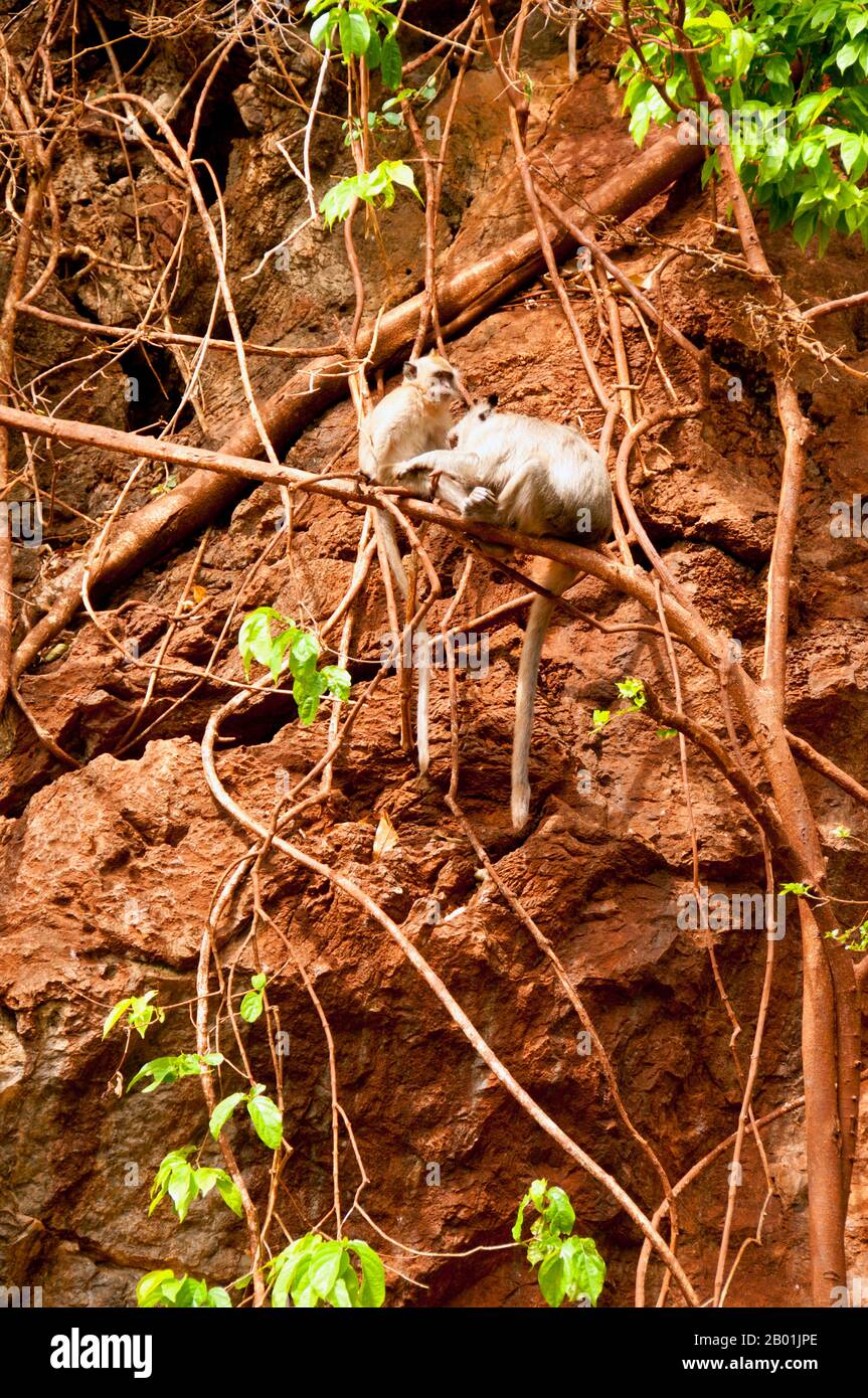 Thailandia: Macachi dalla coda lunga a Wat Tham Seua, Krabi Town, provincia di Krabi, Thailandia meridionale. Il macaco dalla coda lunga (Macaca fascicularis) è anche chiamato macaco che mangia granchi. È originario del sud-est asiatico. Esistono almeno dieci sottospecie e, a seconda delle sottospecie, la lunghezza del corpo della scimmia adulta è di 38-55 centimetri (15-22 pollici) con braccia e gambe relativamente corte. La coda è più lunga del corpo, in genere 40-65 cm (16-26 poll.). I maschi sono considerevolmente più grandi delle femmine, con un peso di 5-9 kg (11-20 lb) rispetto ai 3-6 kg (7-13 lb) di individui femminili. Foto Stock