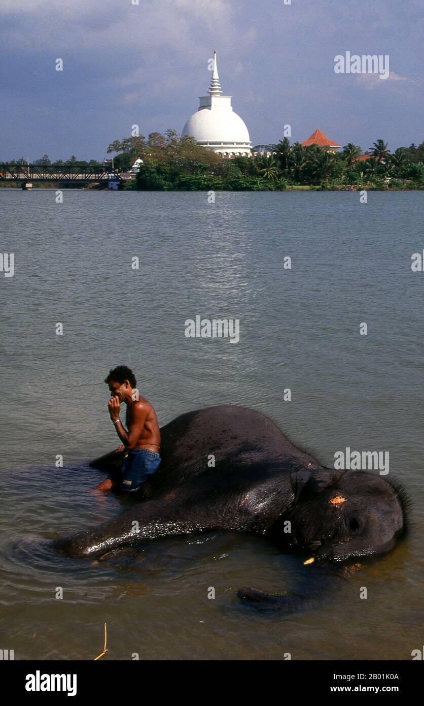Sri Lanka: Fare il bagno di un elefante nel fiume Kalu Ganga con il Gangatilaka Vihara (tempio) sullo sfondo, Kalutara. L'elefante asiatico o asiatico (Elephas maximus) è l'unica specie vivente del genere Elephas ed è distribuito in tutto il subcontinente e nel sud-est asiatico dall'India ad ovest al Borneo ad est. Gli elefanti asiatici sono i più grandi animali terrestri viventi in Asia. L'elefante dello Sri Lanka (Elephas maximus maximus) è una delle tre sottospecie riconosciute dell'elefante asiatico e originaria dello Sri Lanka. Ci sono circa 6.000 elefanti selvatici che vivono in Sri Lanka. Foto Stock
