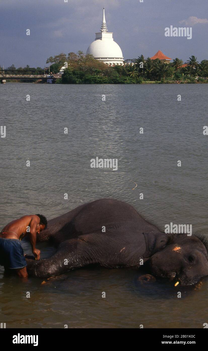 Sri Lanka: Fare il bagno di un elefante nel fiume Kalu Ganga con il Gangatilaka Vihara (tempio) sullo sfondo, Kalutara. L'elefante asiatico o asiatico (Elephas maximus) è l'unica specie vivente del genere Elephas ed è distribuito in tutto il subcontinente e nel sud-est asiatico dall'India ad ovest al Borneo ad est. Gli elefanti asiatici sono i più grandi animali terrestri viventi in Asia. L'elefante dello Sri Lanka (Elephas maximus maximus) è una delle tre sottospecie riconosciute dell'elefante asiatico e originaria dello Sri Lanka. Ci sono circa 6.000 elefanti selvatici che vivono in Sri Lanka. Foto Stock