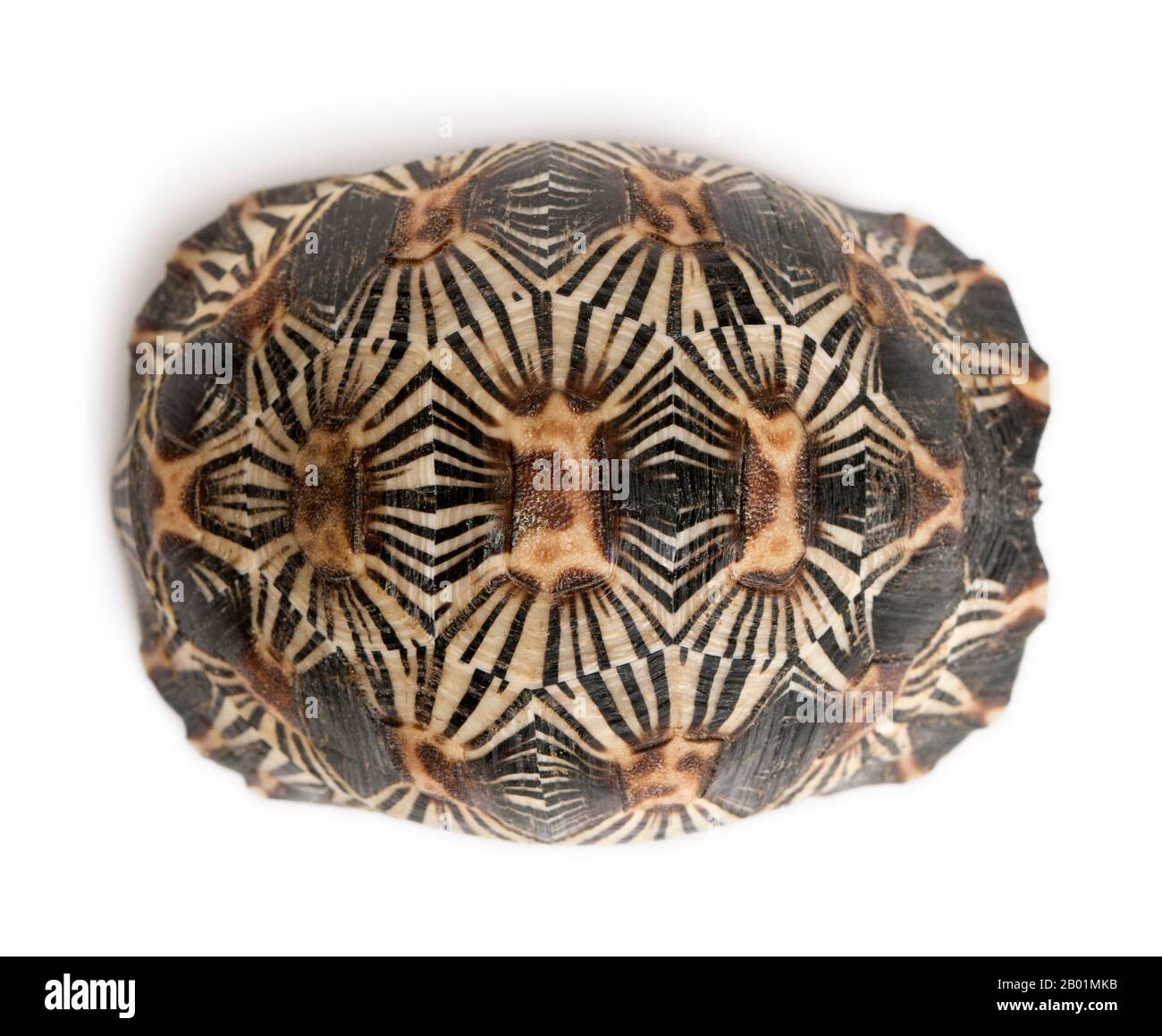 Irradiata tartaruga, Astrochelys radiata, di fronte a uno sfondo bianco Foto Stock