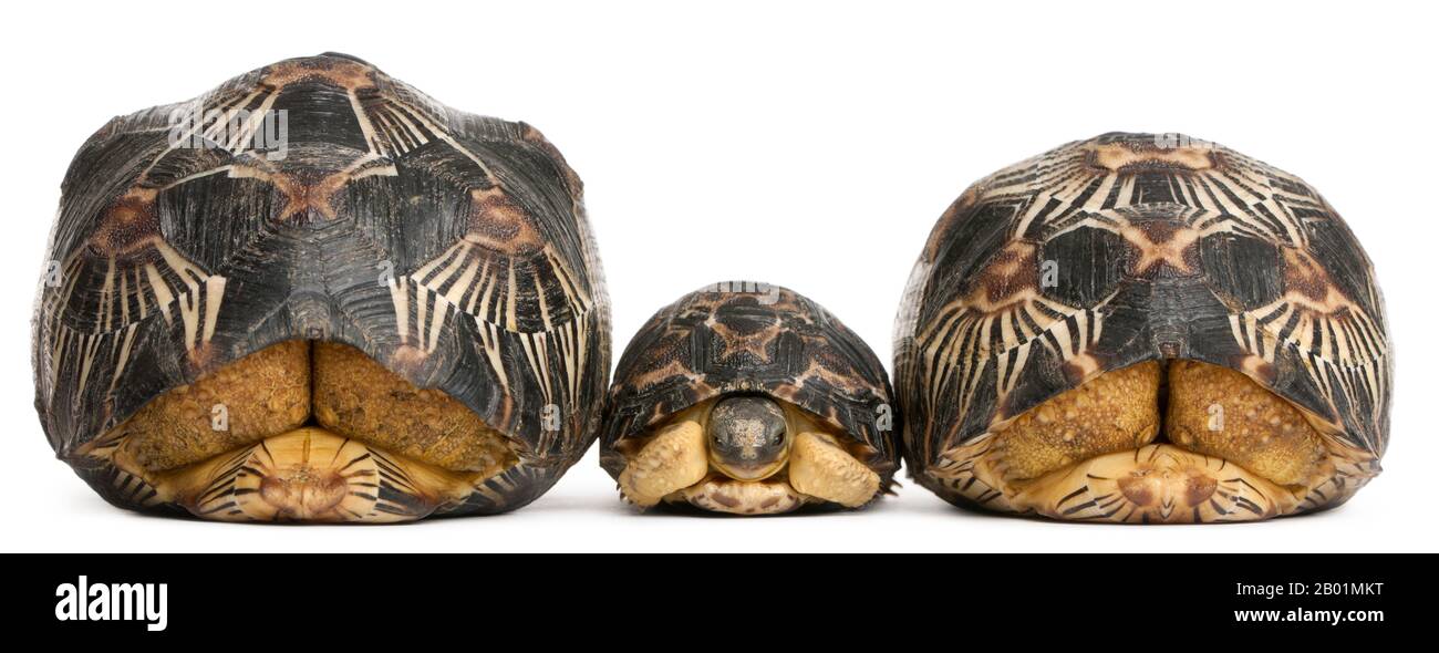 Tre tartarughe irradiate, Astrochelys radiata, di fronte a sfondo bianco Foto Stock