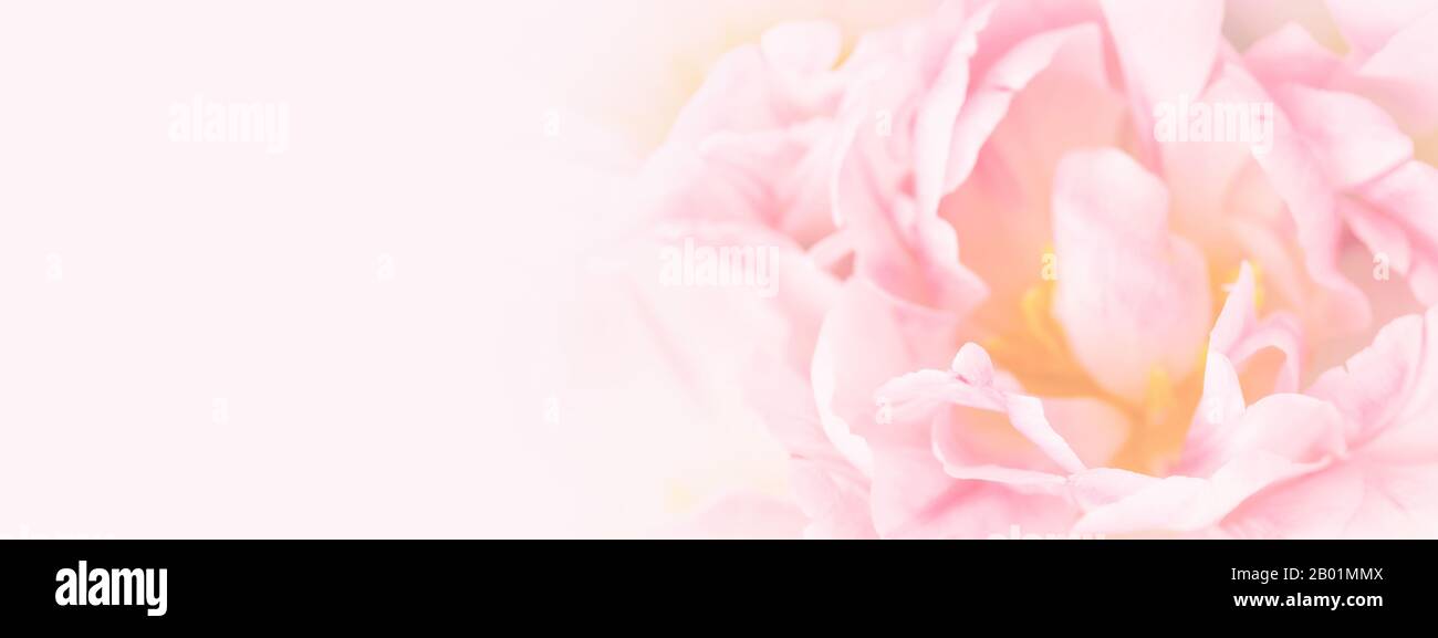 Banner con fiore rosa soft focus. Biglietto d'auguri per il giorno della mamma, il giorno della donna e il matrimonio. Messa a fuoco morbida. Foto Stock