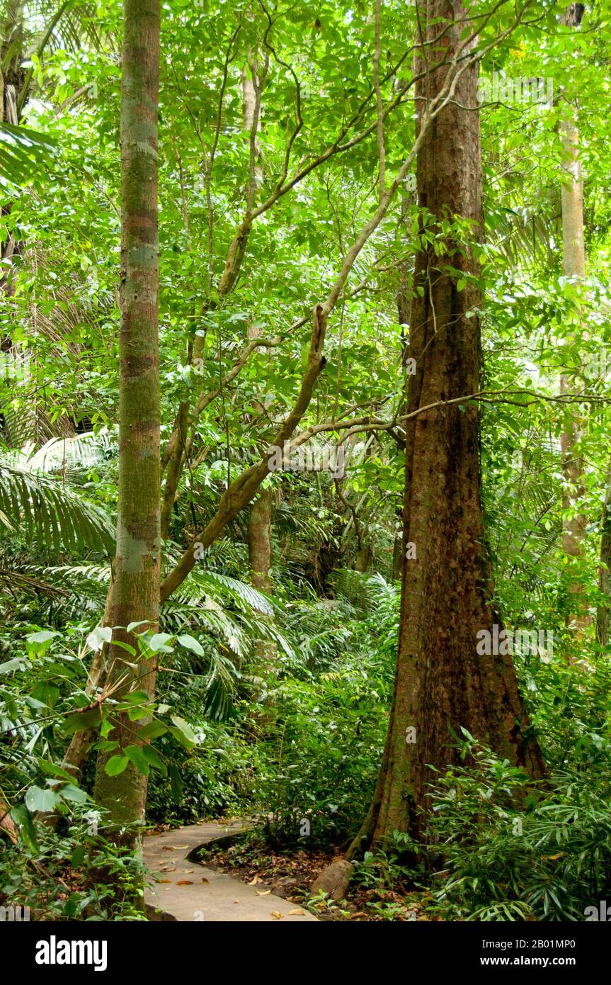 Thailandia: Sentiero attraverso il Parco Nazionale Than Bokkharani, provincia di Krabi. Il Parco Nazionale di Than Bokkharani si trova nella provincia di Krabi a circa 45 chilometri (28 miglia) a nord-ovest della città di Krabi. Il parco copre un'area di 121 chilometri quadrati (47 miglia quadrate) ed è caratterizzato da una serie di affioramenti calcarei, foreste pluviali sempreverdi, foreste di mangrovie, torbiere e molte isole. Ci sono anche numerose grotte e complessi rupestri con alcune spettacolari stalagmiti e stalattiti. Il Bokkharani è incentrato su due famose grotte, Tham Lot e Tham Phi Hua. Foto Stock