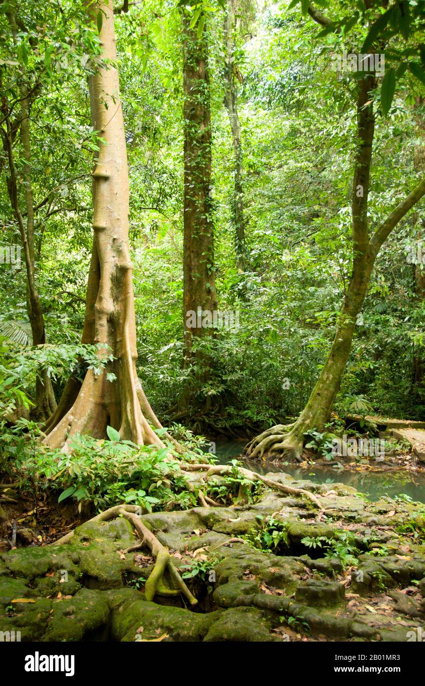 Thailandia: Than Bokkharani National Park, provincia di Krabi. Il Parco Nazionale di Than Bokkharani si trova nella provincia di Krabi a circa 45 chilometri (28 miglia) a nord-ovest della città di Krabi. Il parco copre un'area di 121 chilometri quadrati (47 miglia quadrate) ed è caratterizzato da una serie di affioramenti calcarei, foreste pluviali sempreverdi, foreste di mangrovie, torbiere e molte isole. Ci sono anche numerose grotte e complessi rupestri con alcune spettacolari stalagmiti e stalattiti. Il Bokkharani è incentrato su due famose grotte, Tham Lot e Tham Phi Hua. Foto Stock