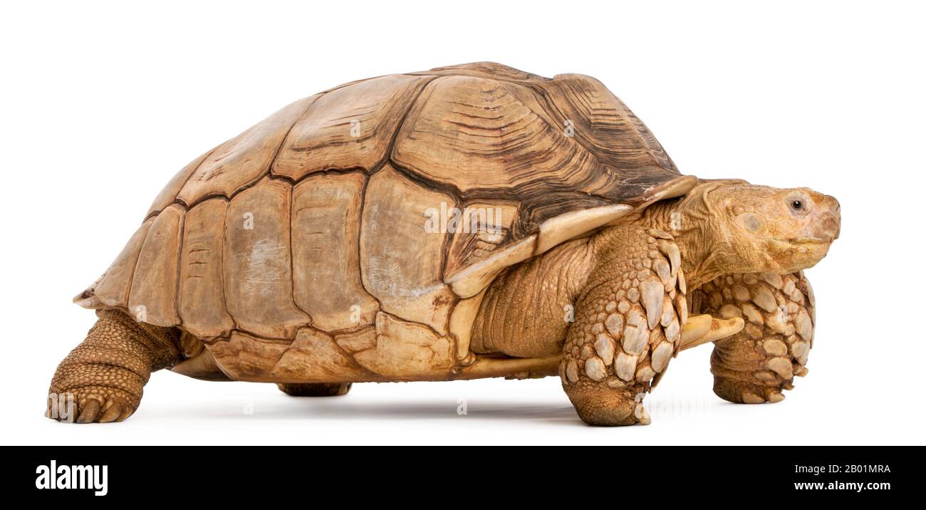 Tartaruga Spronata africana, sulcata di Geochelone, di fronte a sfondo bianco Foto Stock