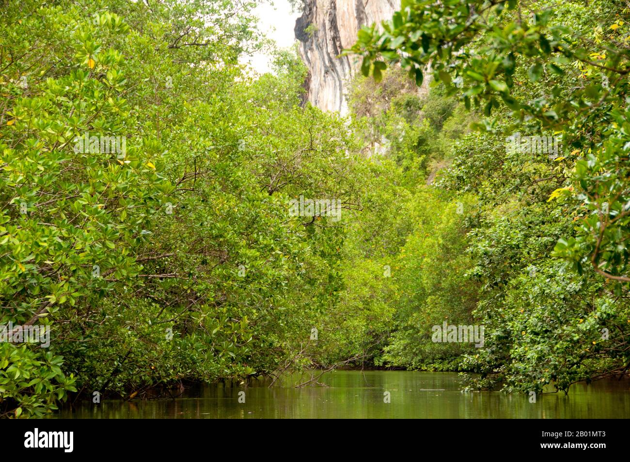 Thailandia: Mangrovie, Than Bokkharani National Park, provincia di Krabi. Il Parco Nazionale di Than Bokkharani si trova nella provincia di Krabi a circa 45 chilometri (28 miglia) a nord-ovest della città di Krabi. Il parco copre un'area di 121 chilometri quadrati (47 miglia quadrate) ed è caratterizzato da una serie di affioramenti calcarei, foreste pluviali sempreverdi, foreste di mangrovie, torbiere e molte isole. Ci sono anche numerose grotte e complessi rupestri con alcune spettacolari stalagmiti e stalattiti. Il Bokkharani è incentrato su due famose grotte, Tham Lot e Tham Phi Hua. Foto Stock