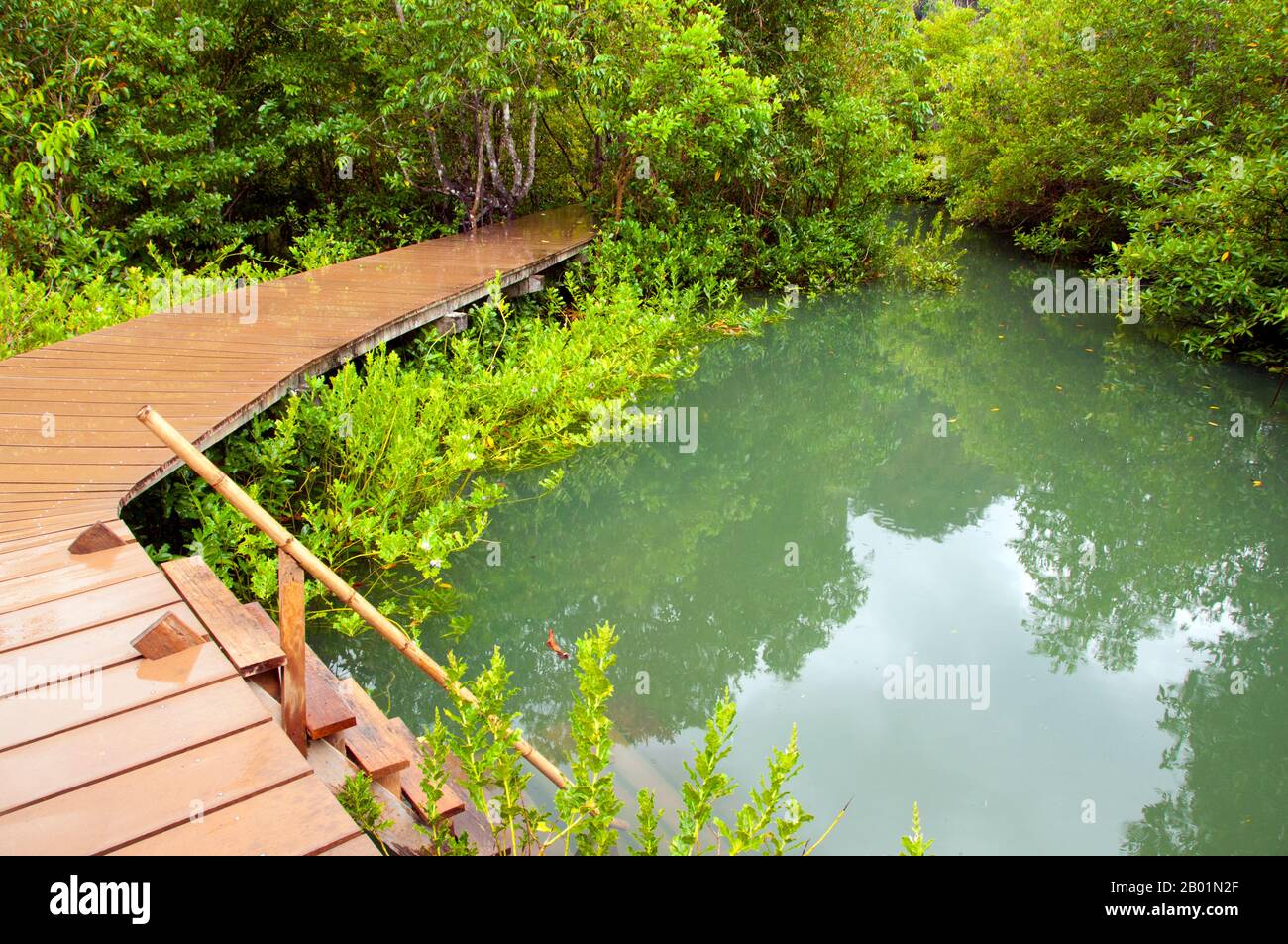 Thailandia: Una passerella di legno conduce attraverso la palude e la foresta di Tha Pom, la costa di Krabi. Tha Pom (il nome completo in thailandese è Pa Phru Tha Pom Khlong Song Nam) è una palude di torba e una foresta che corre principalmente da una piscina chiamata Chong Phra Kaew lungo un corso d'acqua naturale. La gente locale chiama questo canale Khlong Song Nam o "due tipi di canale d'acqua", perché l'acqua dolce limpida si incontra e si fonde con l'acqua di mare con l'alta marea, dando luogo a un ambiente naturale in cui le palme di Lumphi (Eleiodoxa conferta) si incontrano e si mescolano con la foresta di mangrovie. Foto Stock