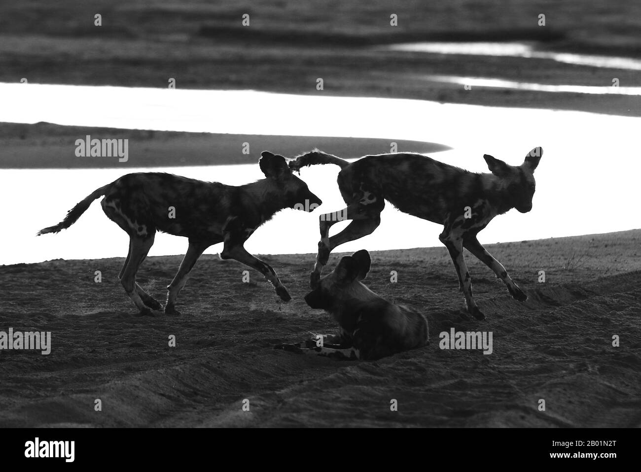 Painted Wild Dogs a giocare intorno al waterhole. Foto Stock