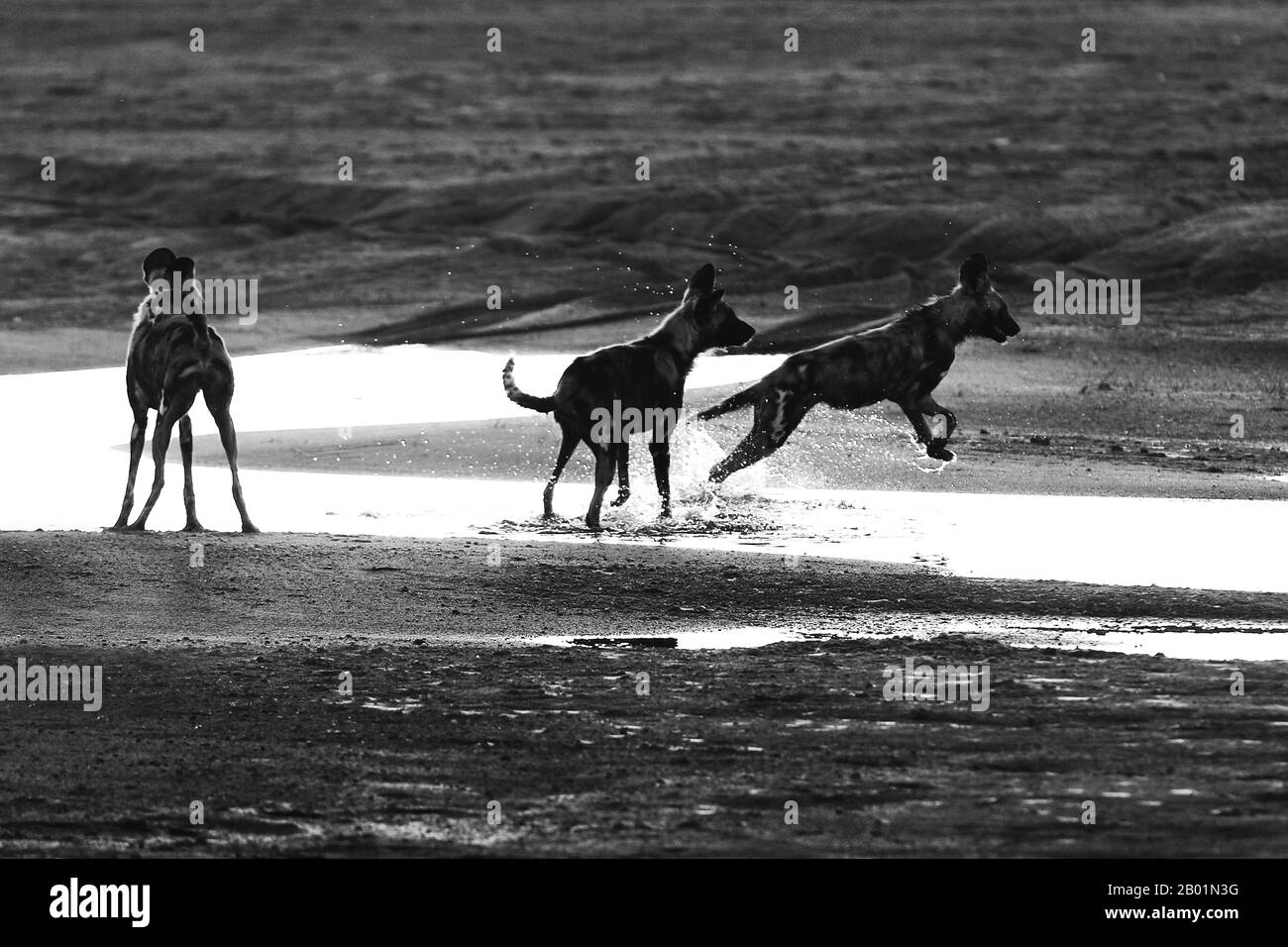 Painted Wild Dogs a giocare intorno al waterhole. Foto Stock