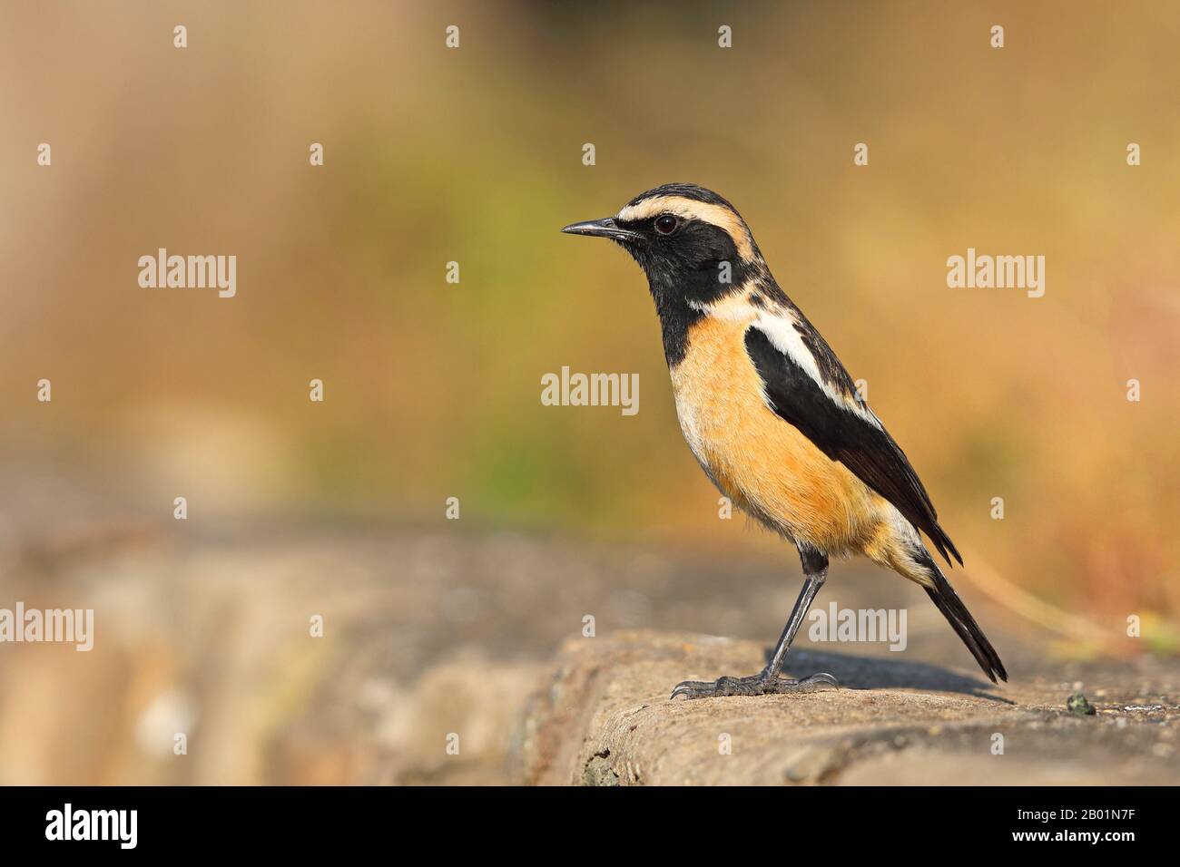 Buff-streaked Chat (Campicoloides bifasciatus), maschio sul campo, Sud Africa, Giants Castle Game Reserve Foto Stock