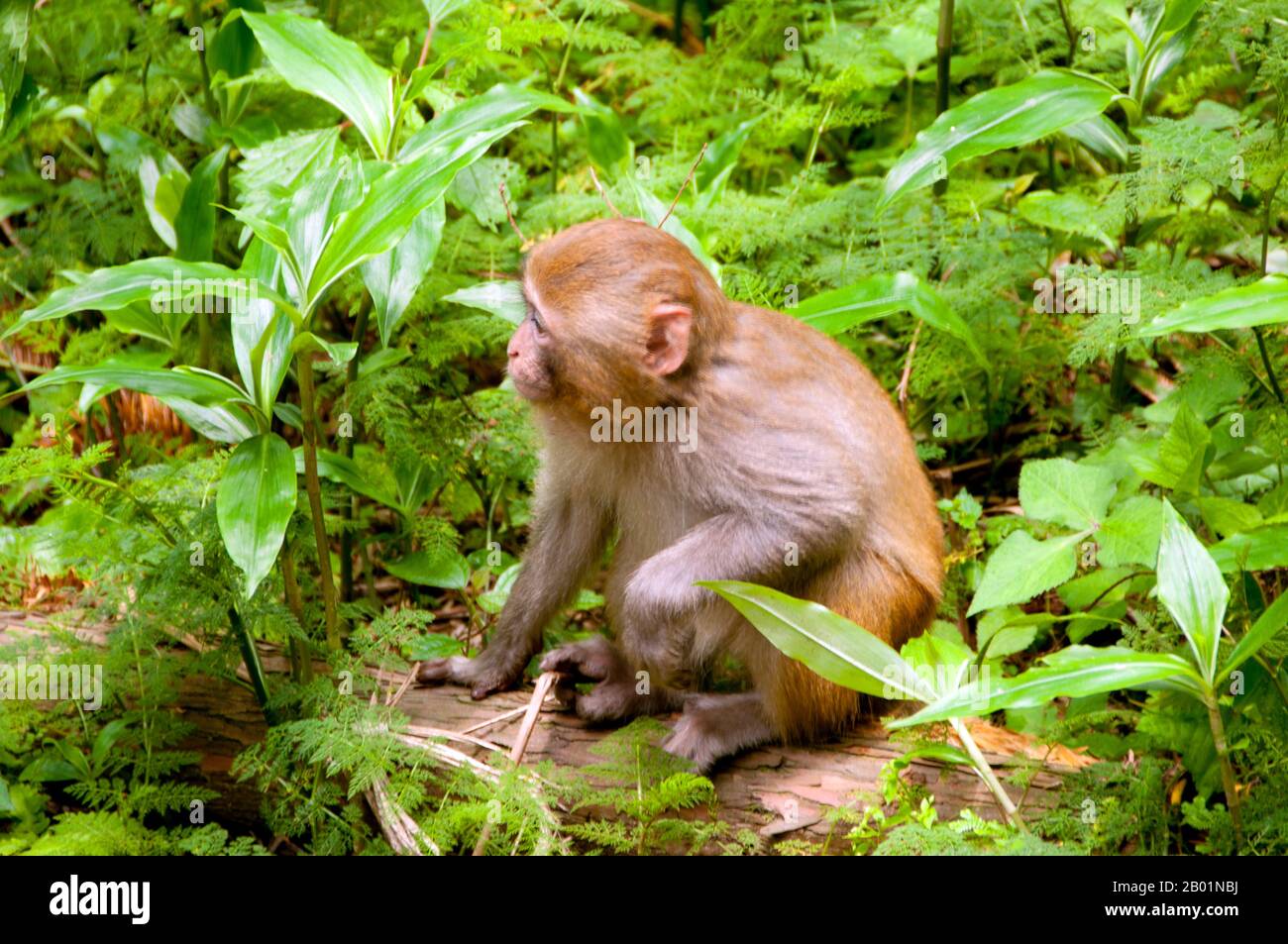 La macaque Rhesus (Macaca mulatta), chiamata anche scimmia Rhesus, è di colore marrone o grigio e ha una faccia rosa, che è bereft di pelliccia. La coda è di media lunghezza e media tra 20,7 e 22,9 cm (8,1 e 9,0 poll.). I maschi adulti misurano in media circa 53 cm e pesano circa 7,7 kg. Le femmine sono più piccole, con una media di 47 cm (19 pollici) di lunghezza e 5,3 kg (12 libbre) di peso. Essa è elencata Come Meno Preoccupazione nella Lista Rossa IUCN delle Specie Minacciate in considerazione della sua ampia distribuzione, presunta grande popolazione, e la sua tolleranza di una vasta gamma di habitat. Nativo a sud, Foto Stock