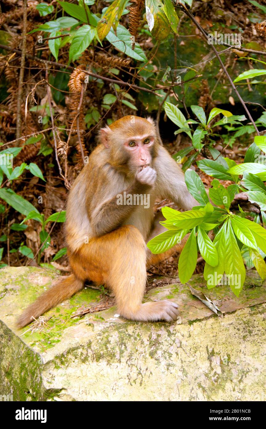 La macaque Rhesus (Macaca mulatta), chiamata anche scimmia Rhesus, è di colore marrone o grigio e ha una faccia rosa, che è bereft di pelliccia. La coda è di media lunghezza e media tra 20,7 e 22,9 cm (8,1 e 9,0 poll.). I maschi adulti misurano in media circa 53 cm e pesano circa 7,7 kg. Le femmine sono più piccole, con una media di 47 cm (19 pollici) di lunghezza e 5,3 kg (12 libbre) di peso. Essa è elencata Come Meno Preoccupazione nella Lista Rossa IUCN delle Specie Minacciate in considerazione della sua ampia distribuzione, presunta grande popolazione, e la sua tolleranza di una vasta gamma di habitat. Nativo a sud, Foto Stock