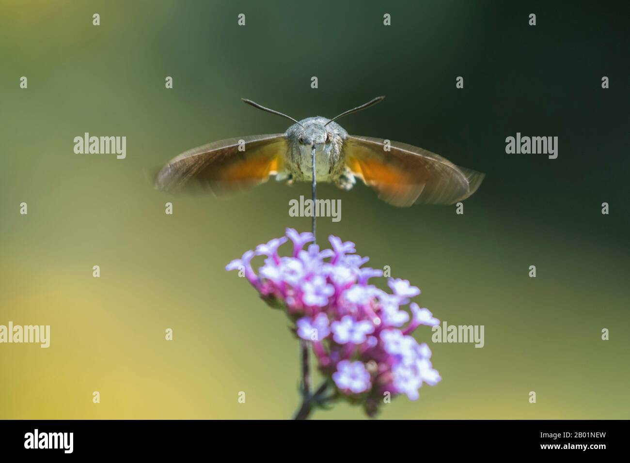 Hummingbird Hawkmoth (Macroglossum stellatarum), che si librano su un fiore e succhiare nettare nettare, Germania, Baviera, Niederbayern, Bassa Baviera Foto Stock